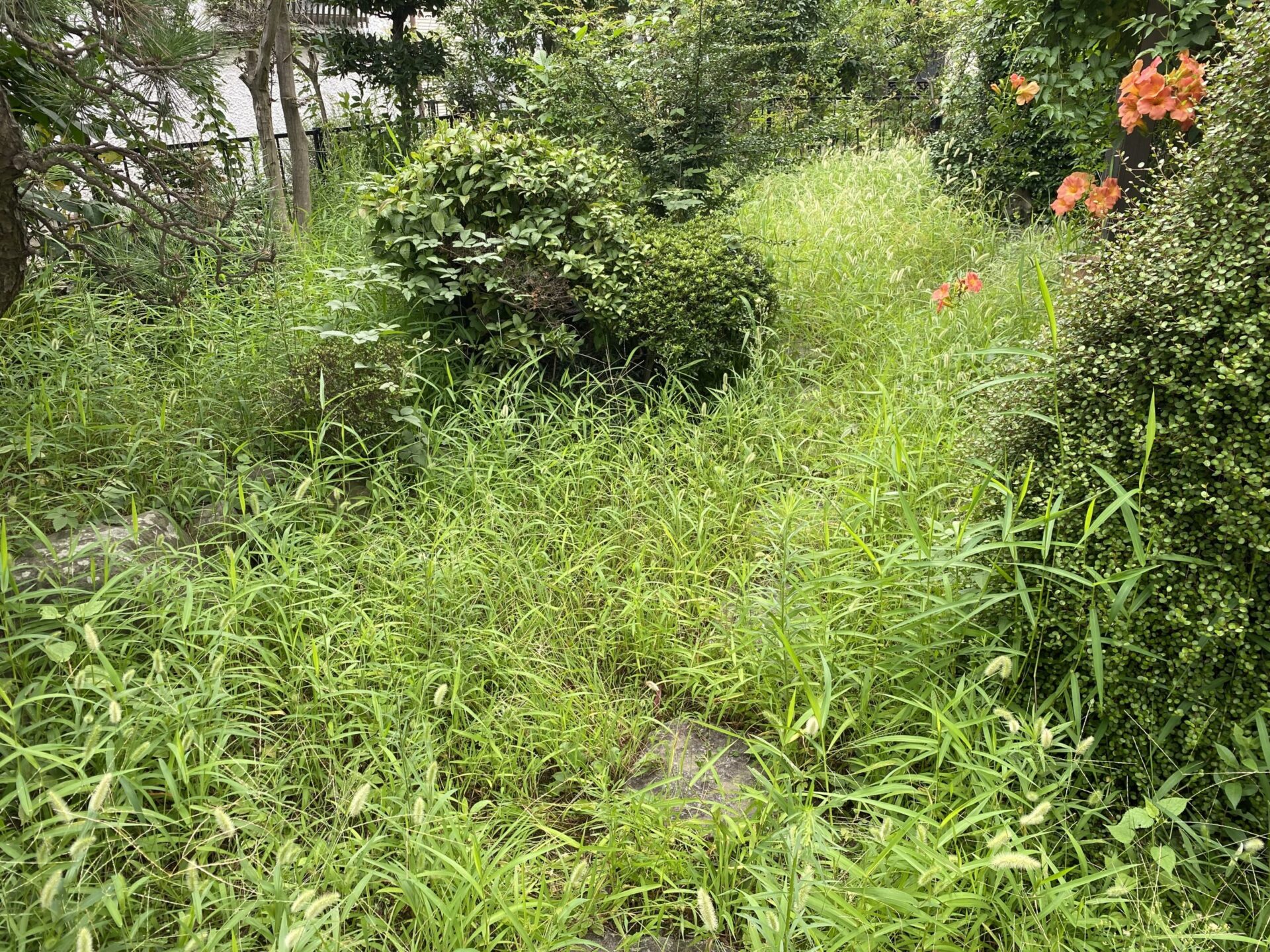 ８月３１日　富士見市　除草　作業報告
