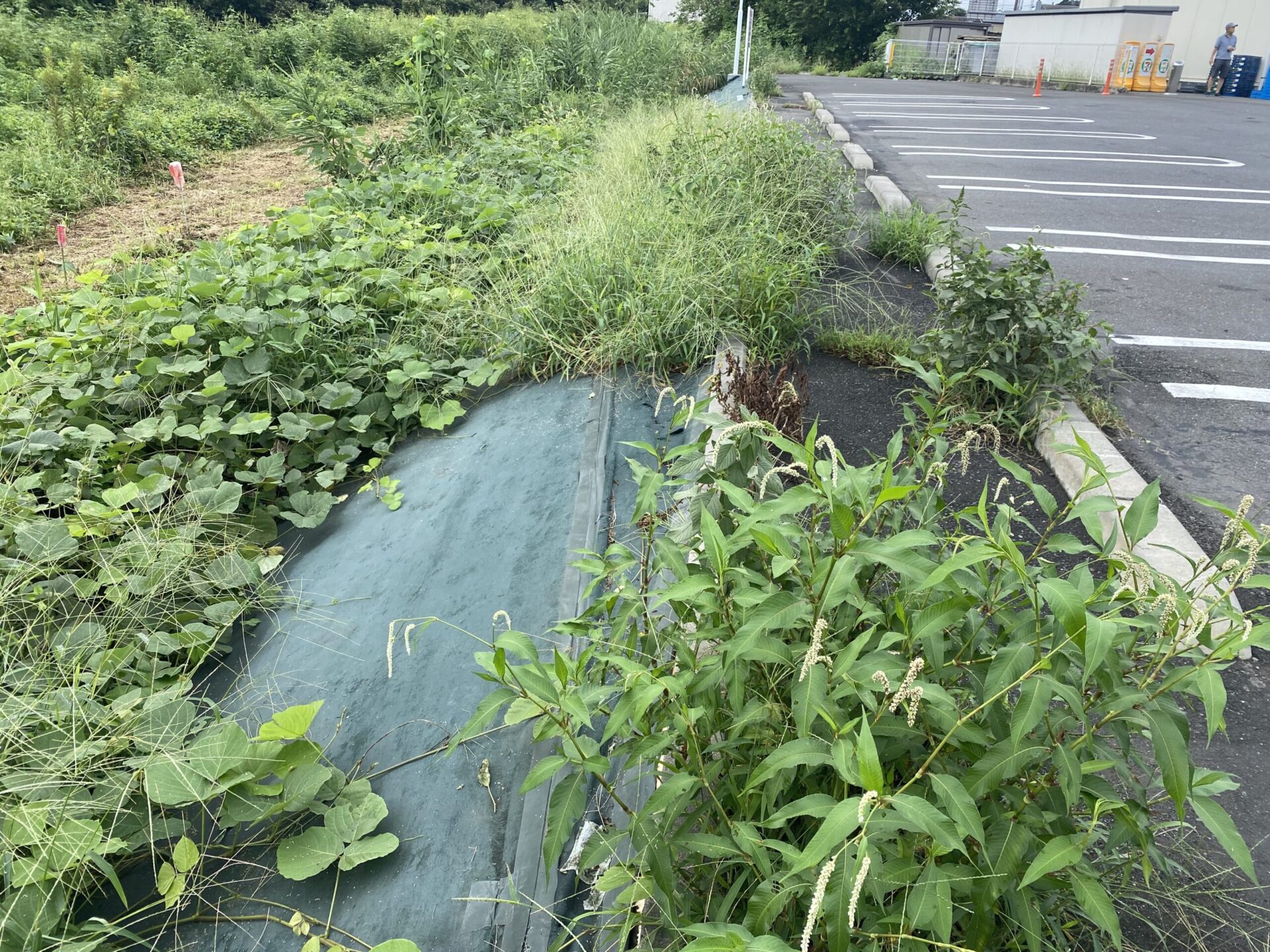 ９月８日　富士見市　除草　作業報告