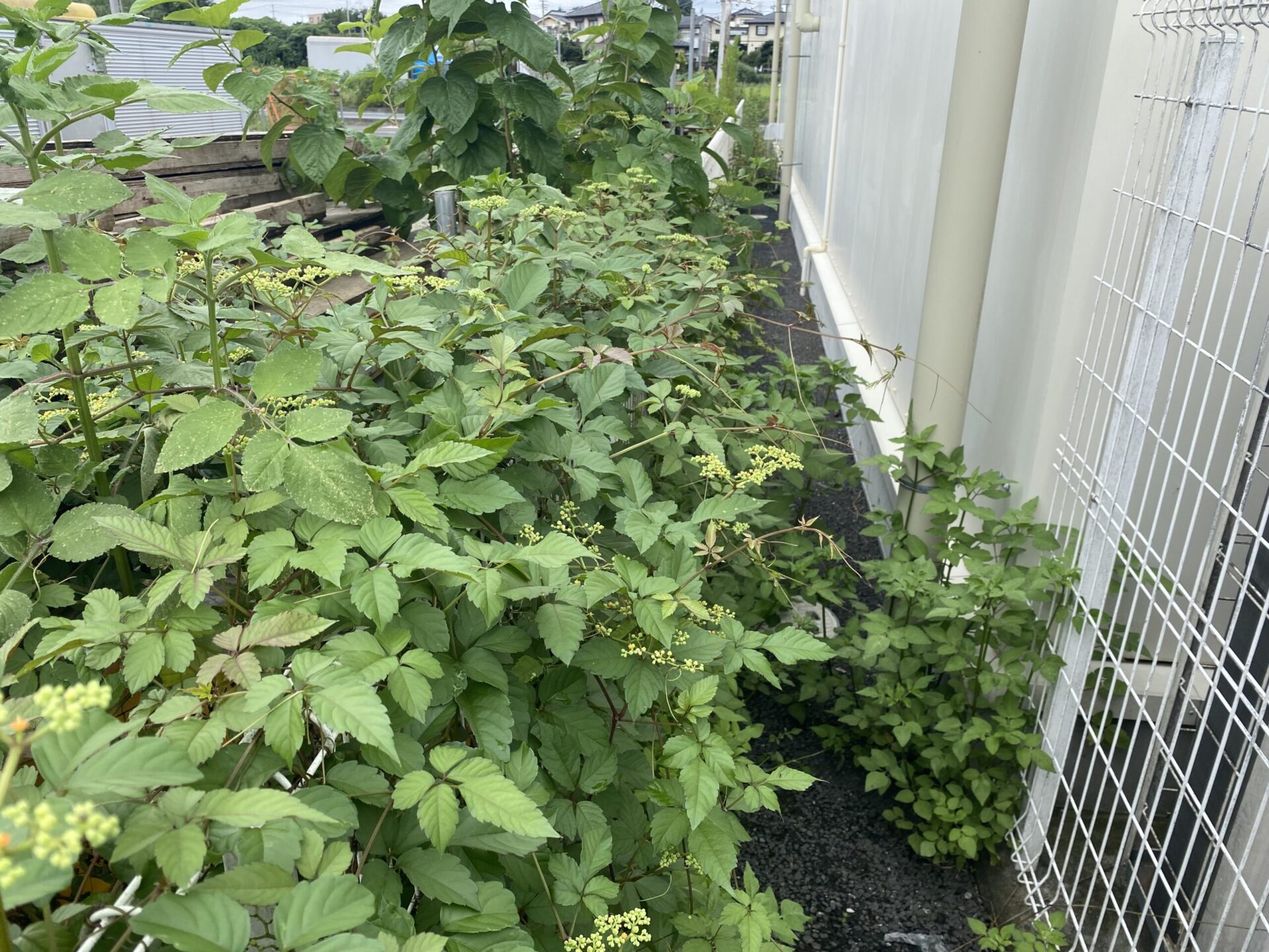 ９月６日　富士見市　除草　ツル取り作業報告