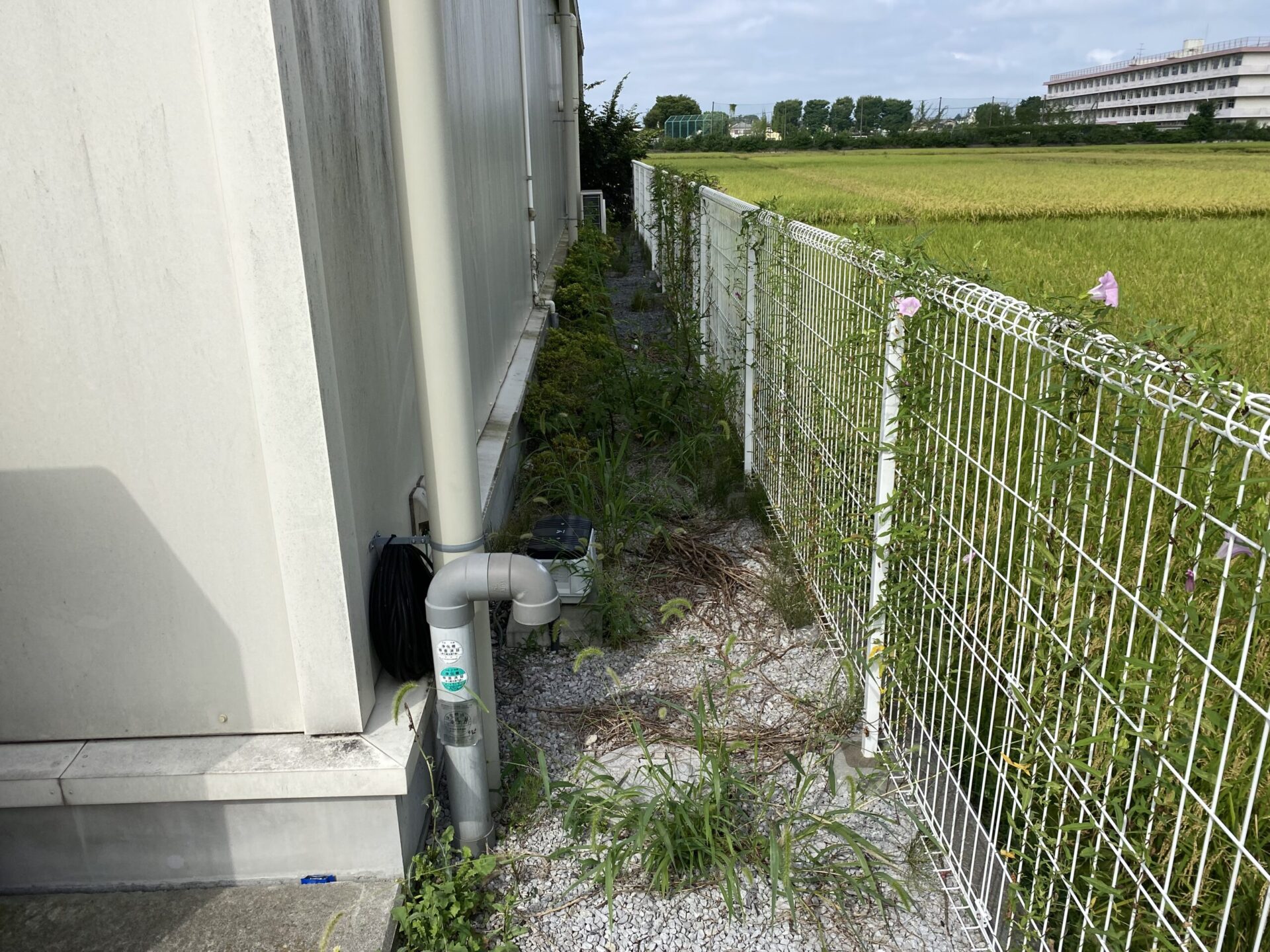 ９月１１日　富士見市　除草　剪定　作業報告