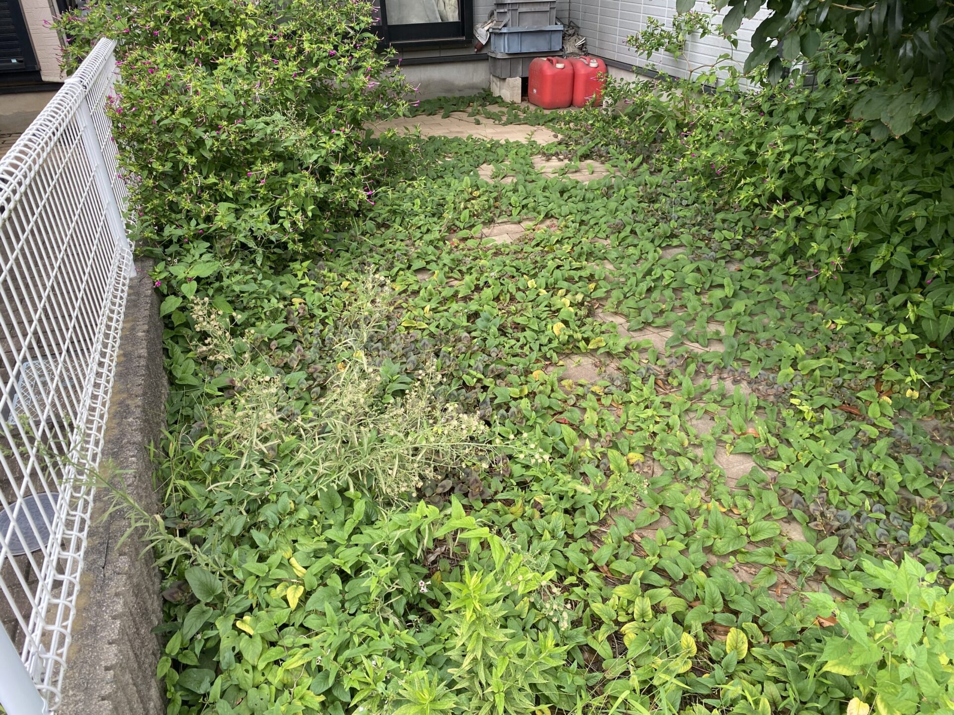 9月23日 富士見市 除草 作業報告