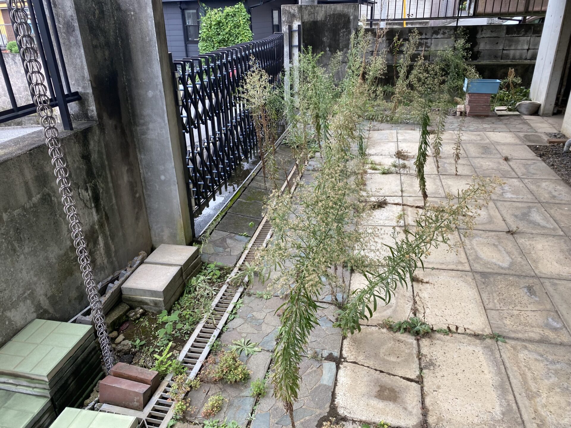 ９月４日　富士見市　除草作業報告