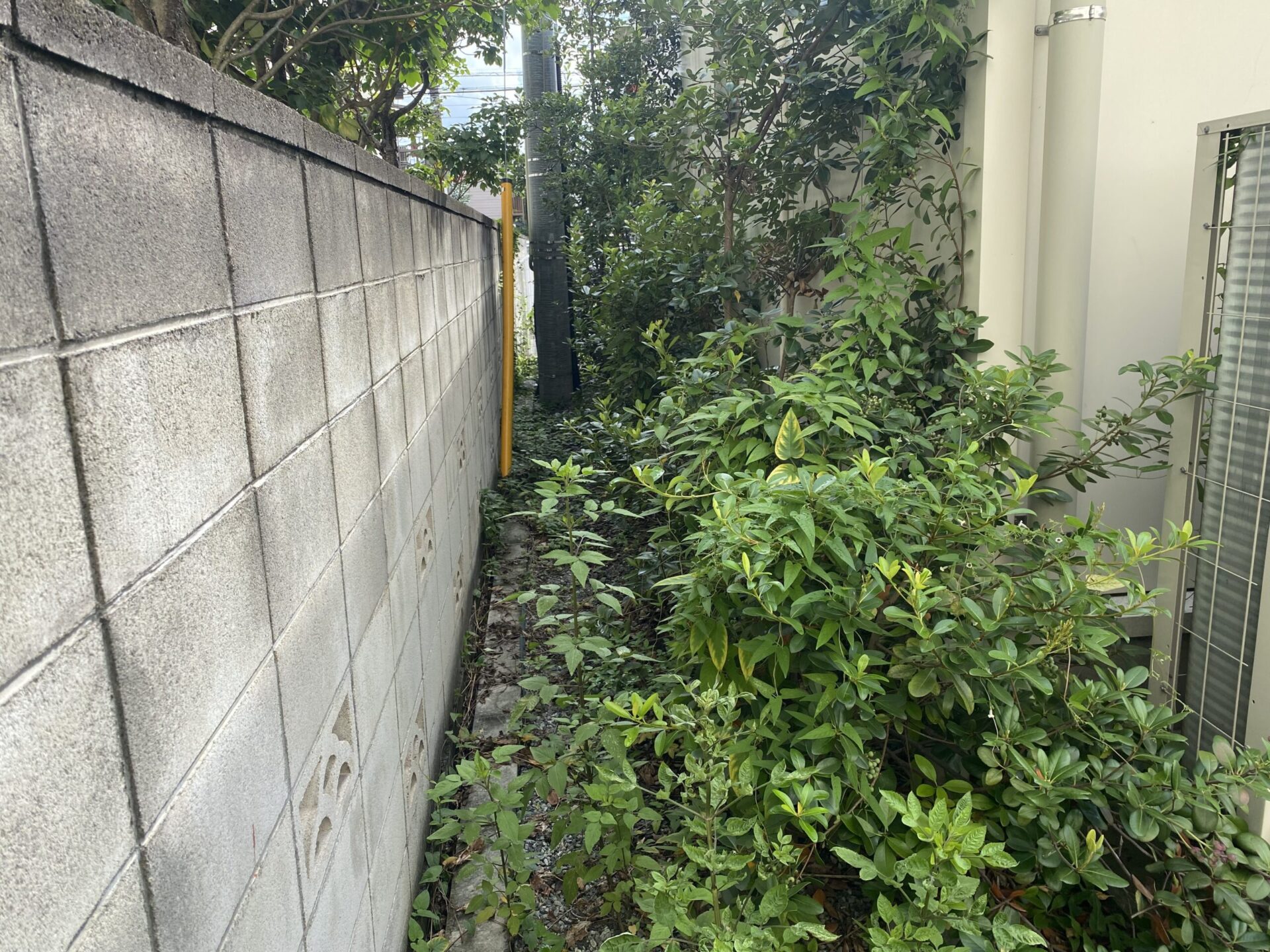 ９月９日　富士見市　剪定　除草　作業報告