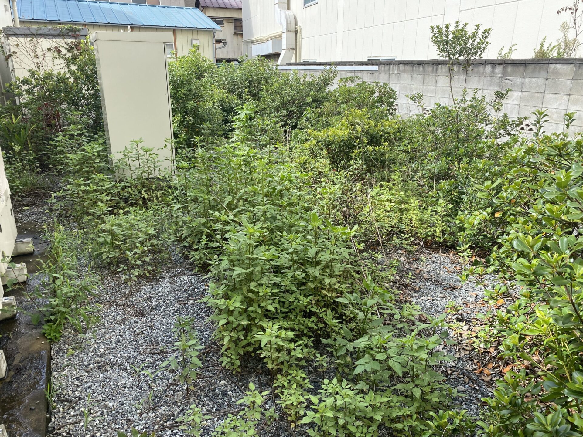 9月25日 富士見市 剪定 除草 作業報告