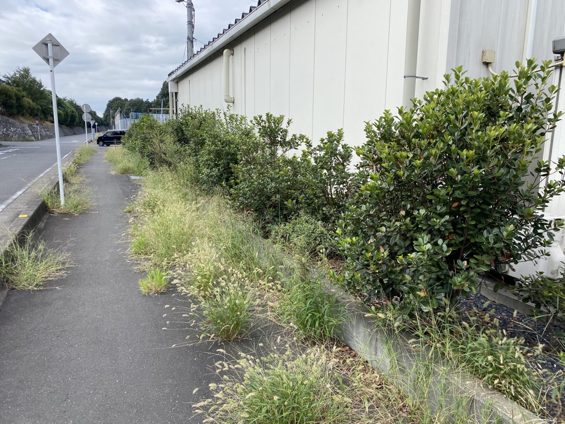 9月15日 富士見市 剪定 除草作業報告
