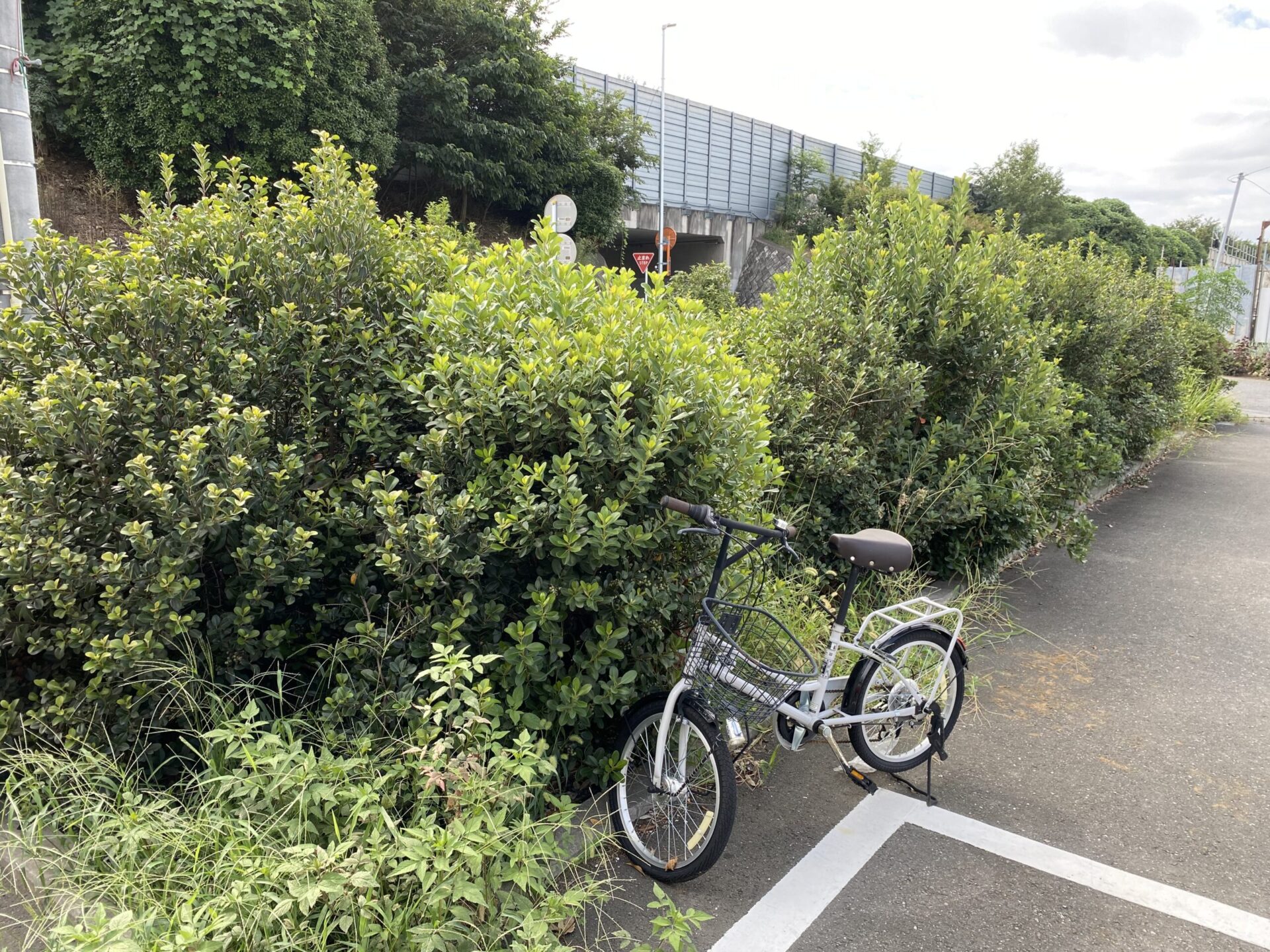 9月21日 富士見市 剪定 除草 作業報告