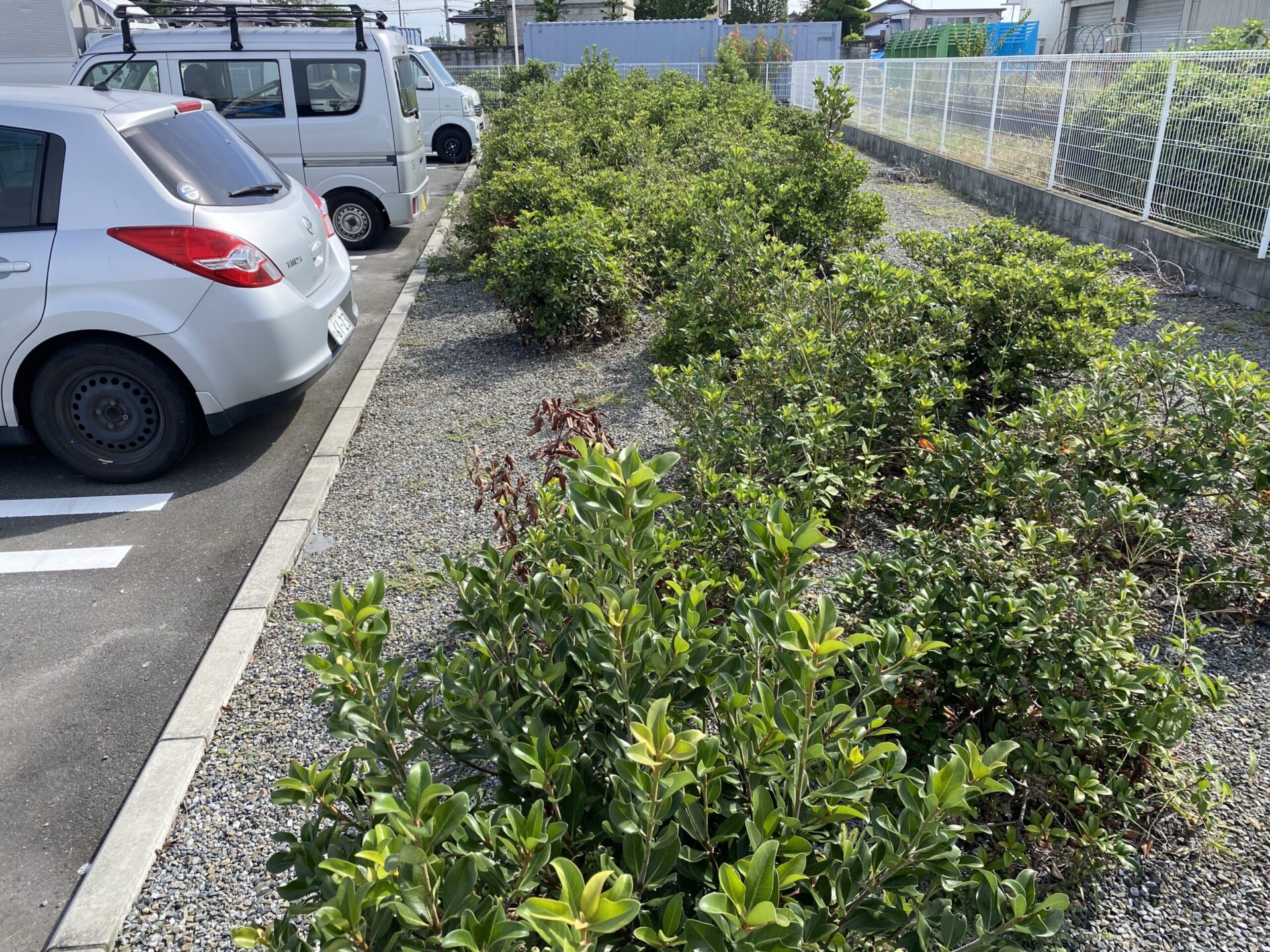 9月17日 富士見市 剪定 除草 作業報告