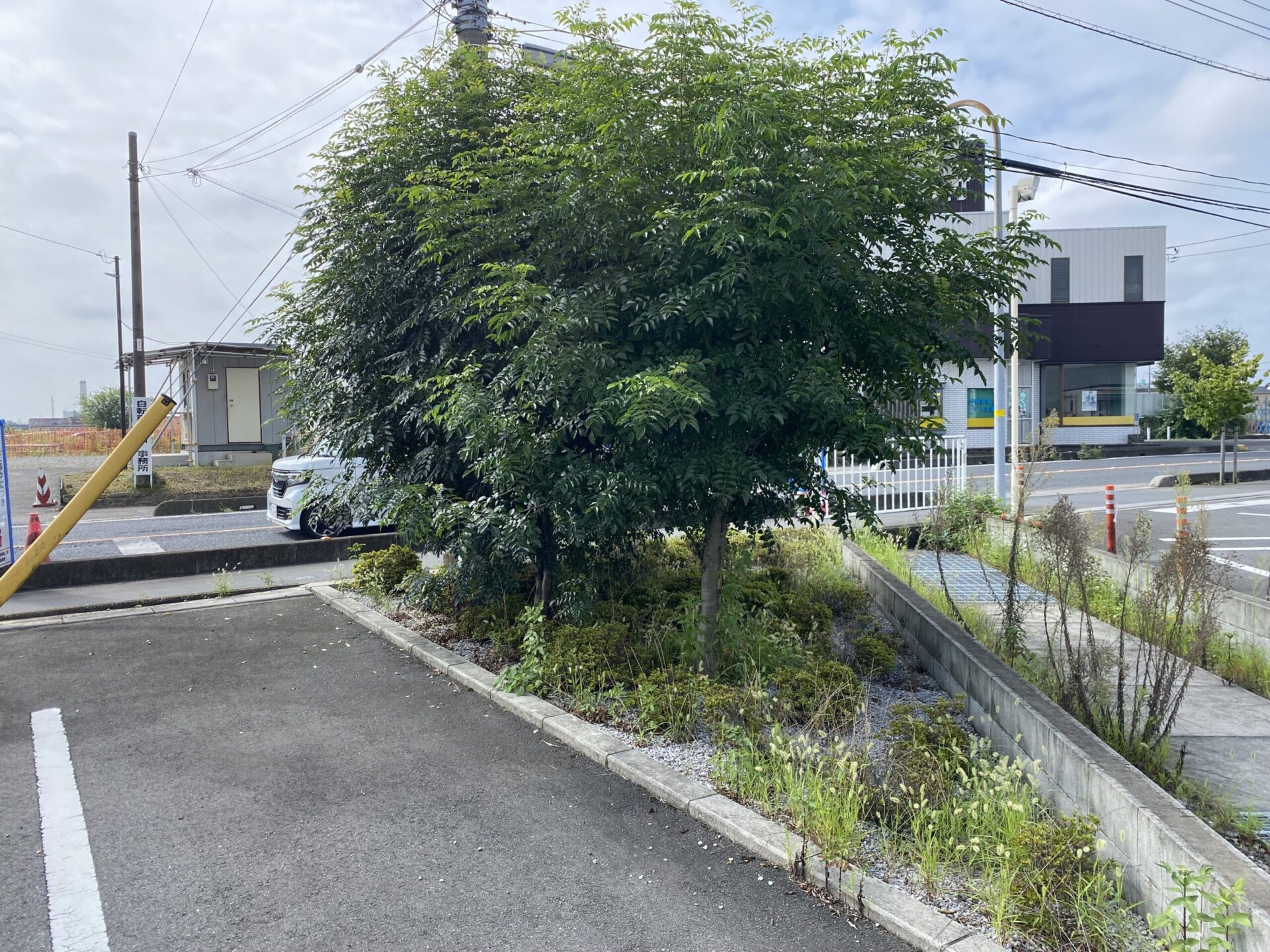 １０月１２日　ふじみ野市　剪定　除草　作業報告
