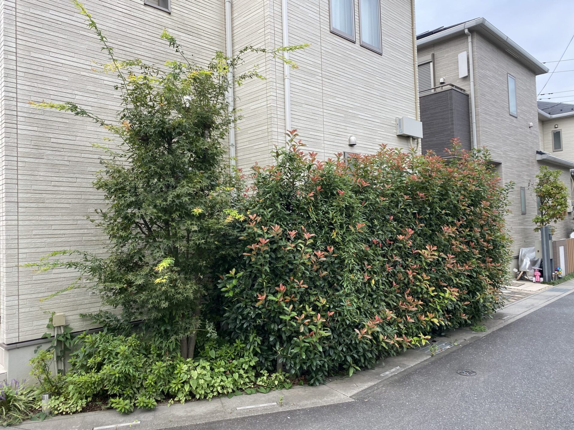 １０月２５日　富士見市　剪定　作業　報告