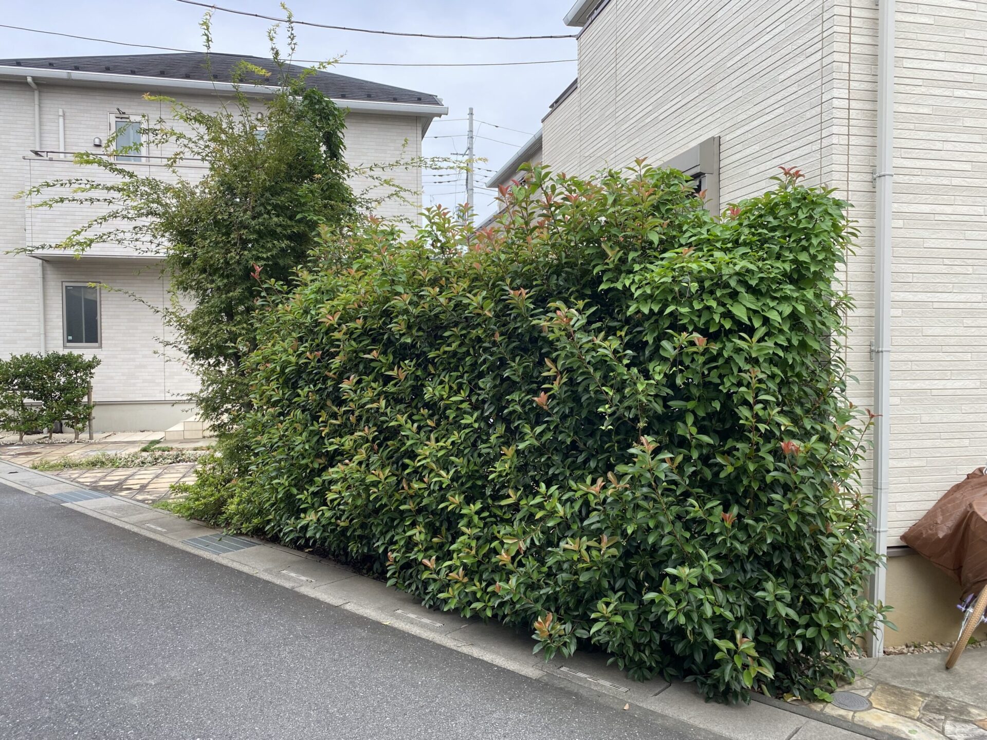 １０月１日　ふじみ野市　剪定　作業報告