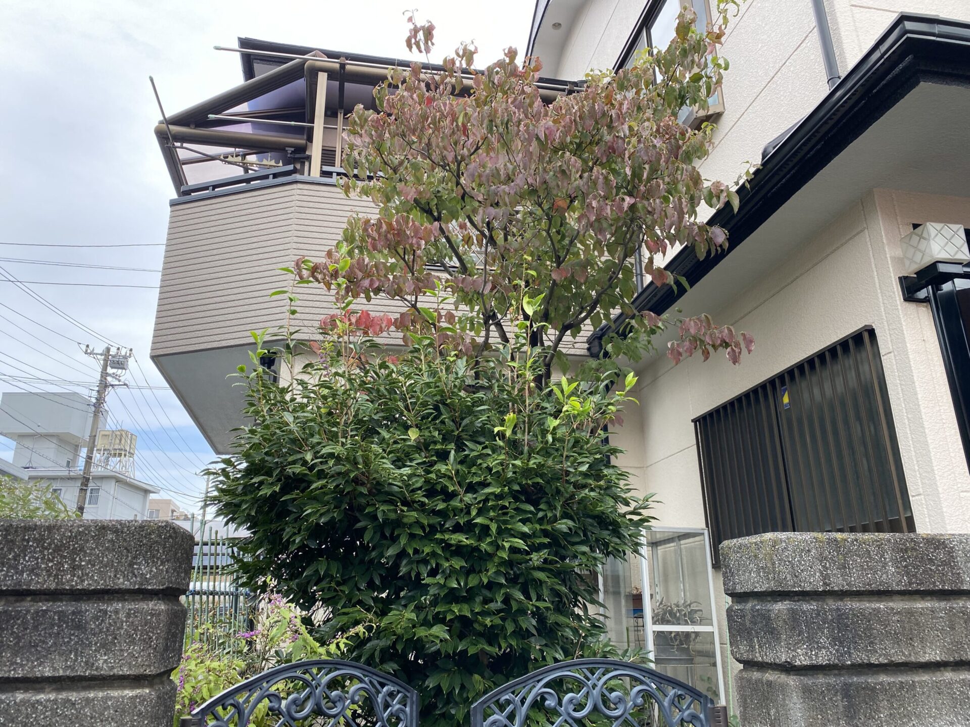 １０月１１日　ふじみ野市　剪定　作業報告