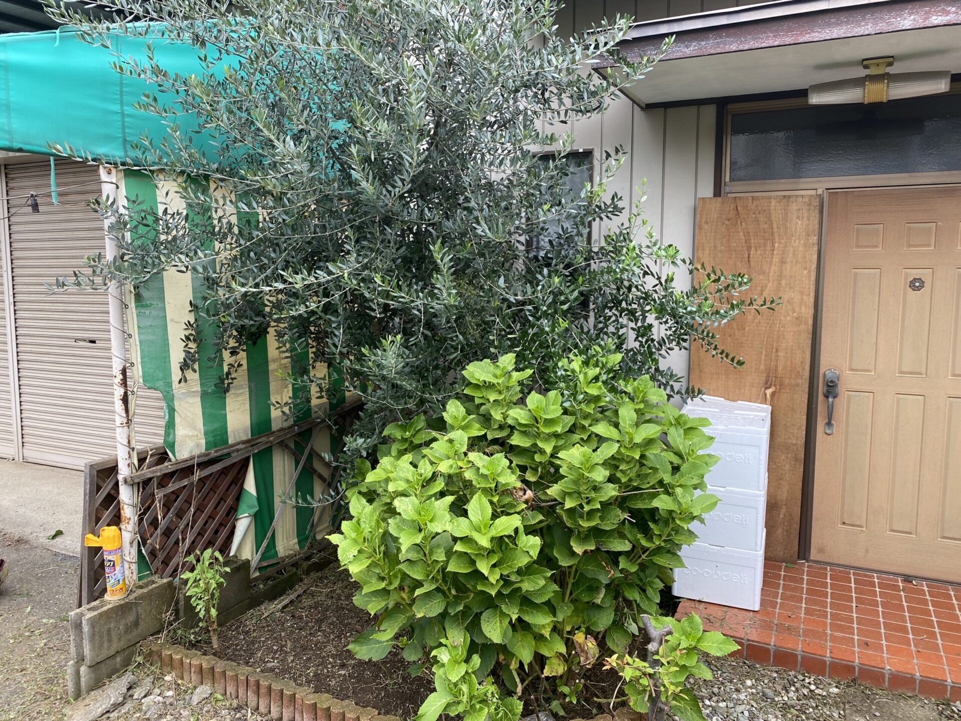 １０月１０日　川越市　剪定　作業報告