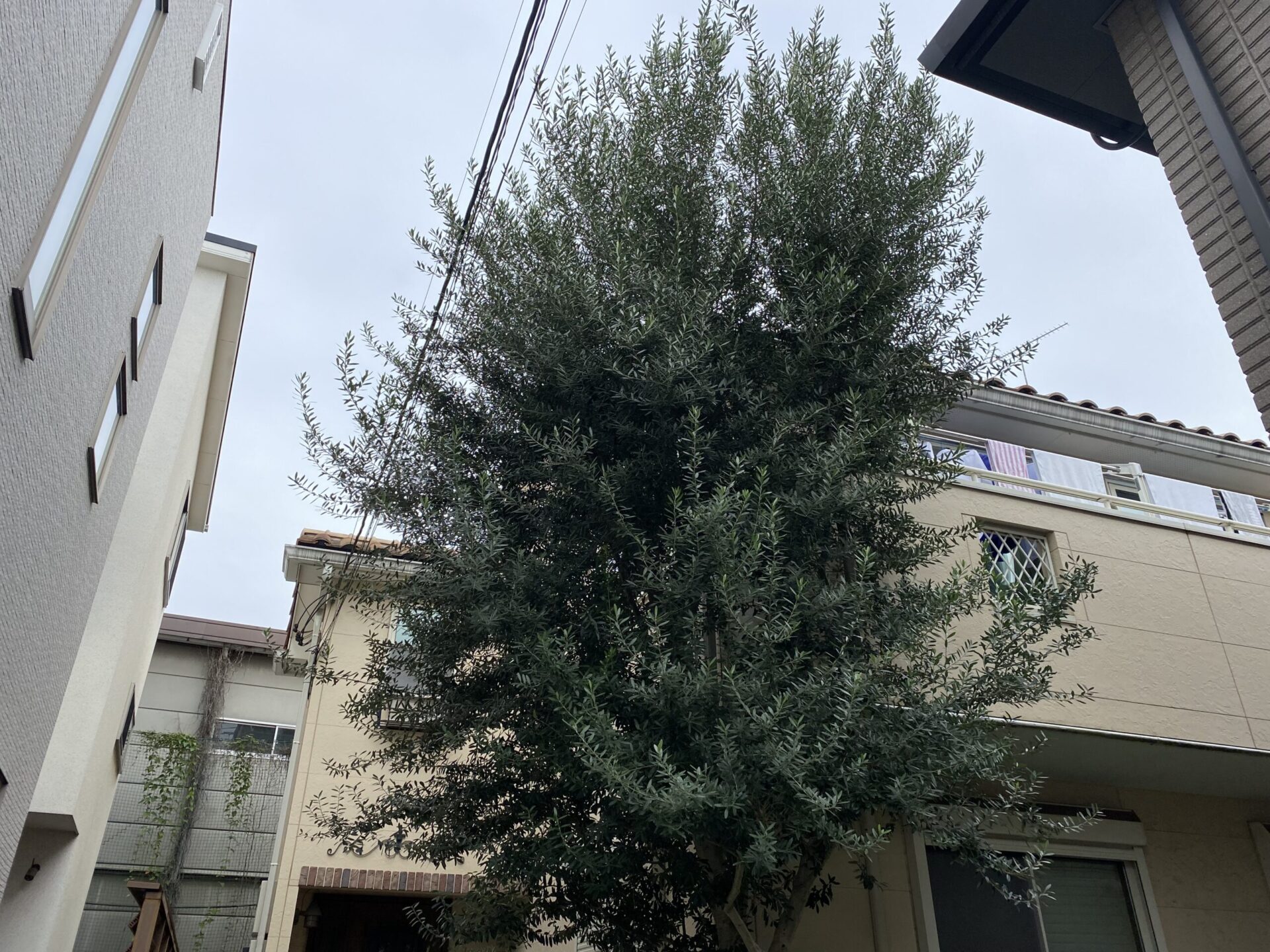 10月29日 川越市 剪定 作業報告