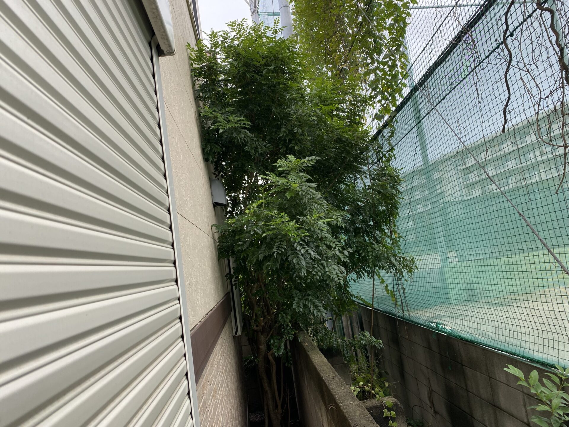 １０月１５日　ふじみ野市　剪定　作業報告