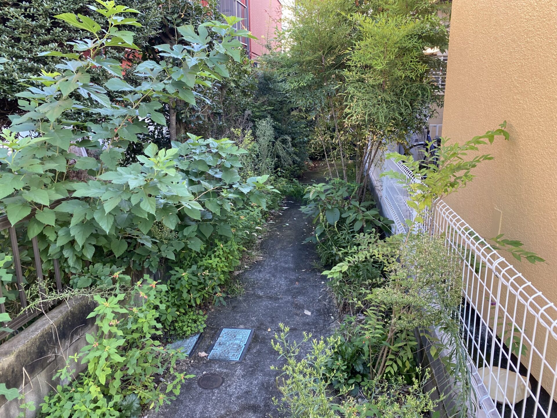 １０月１８日　狭山市　剪定　伐採　除草　作業報告