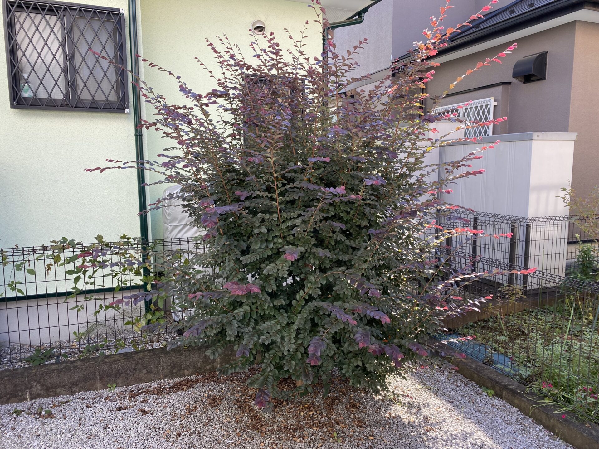 10月28日 川越市 剪定 作業報告