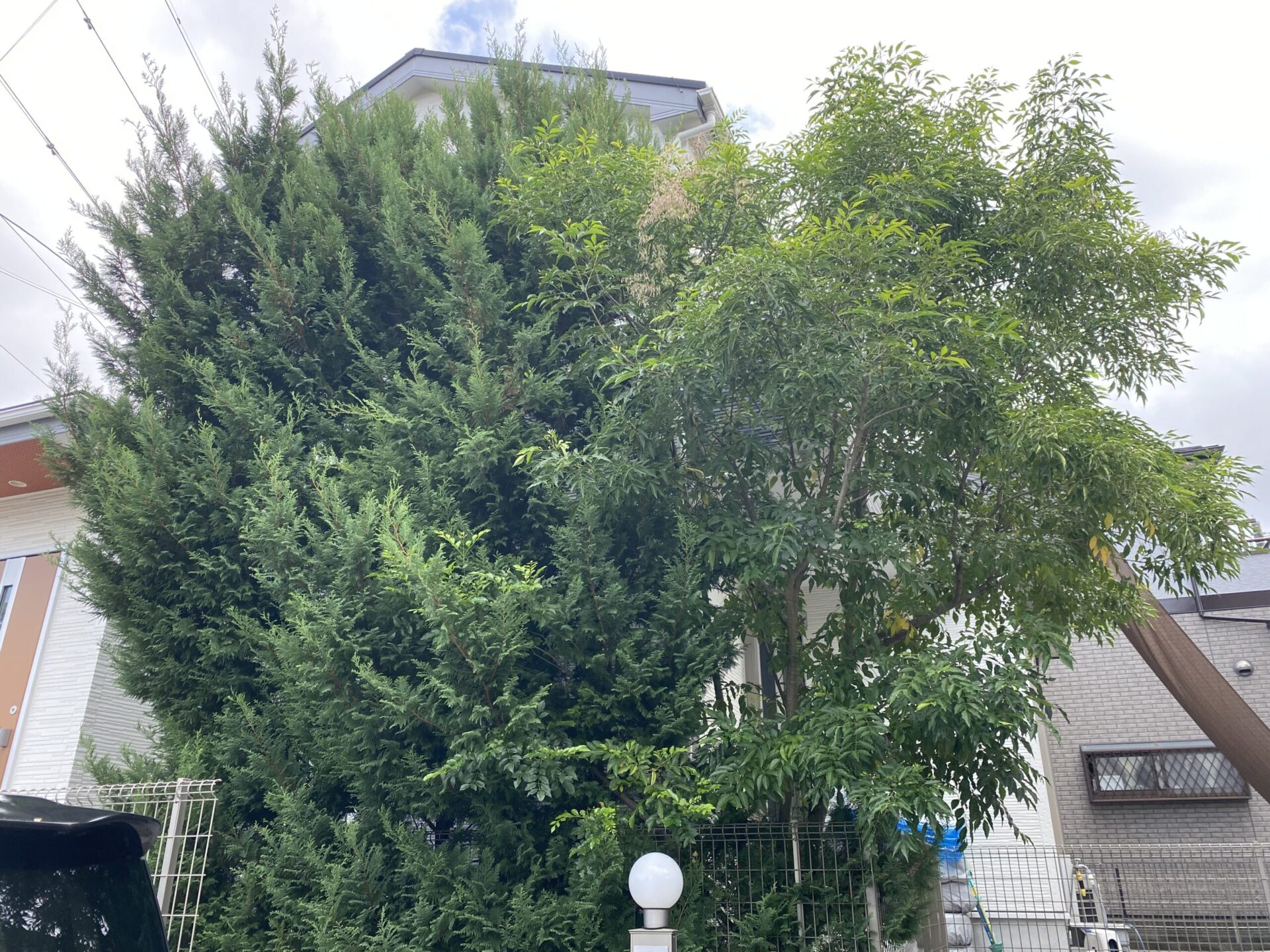 11月10日 狭山市 剪定 作業報告