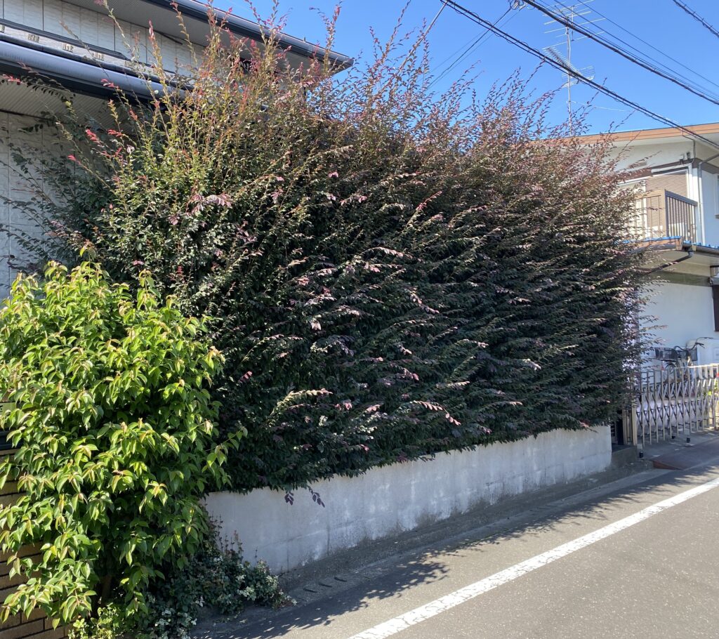 １１月４日　川越市　剪定　作業報告