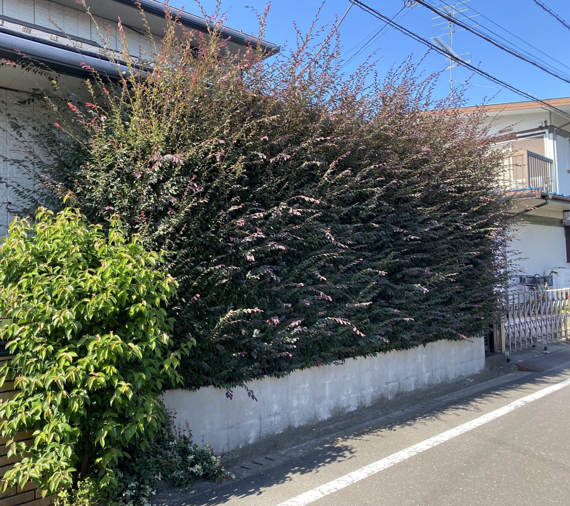 11月4日 川越市 剪定 作業報告