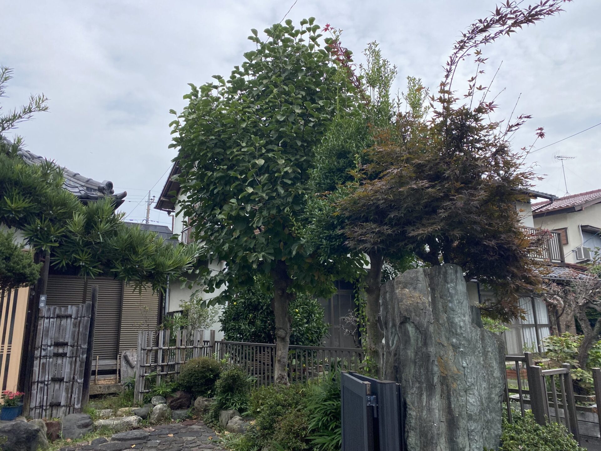 11月3日 川越市 剪定 作業報告