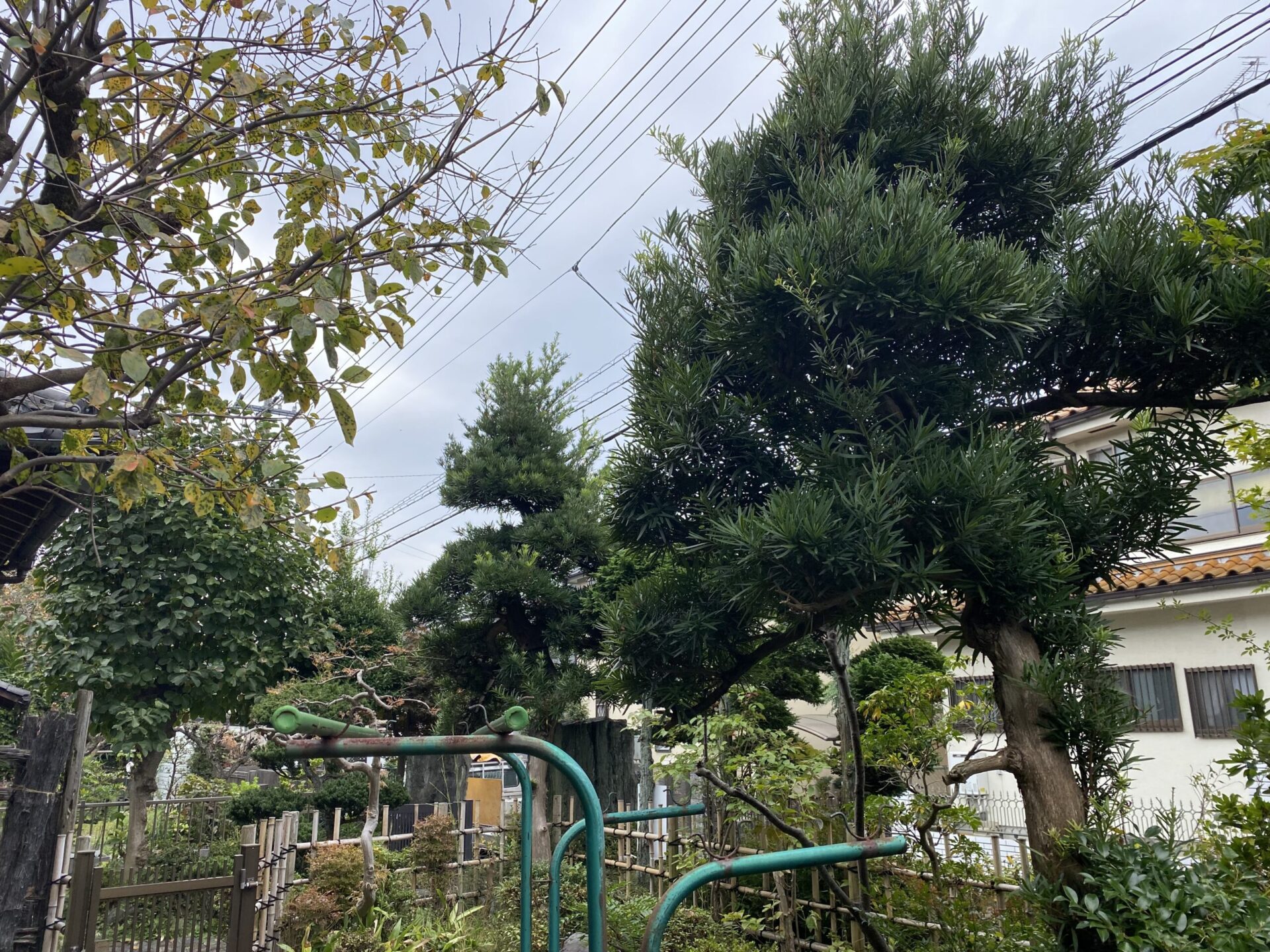 11月7日 川越市 剪定 作業報告