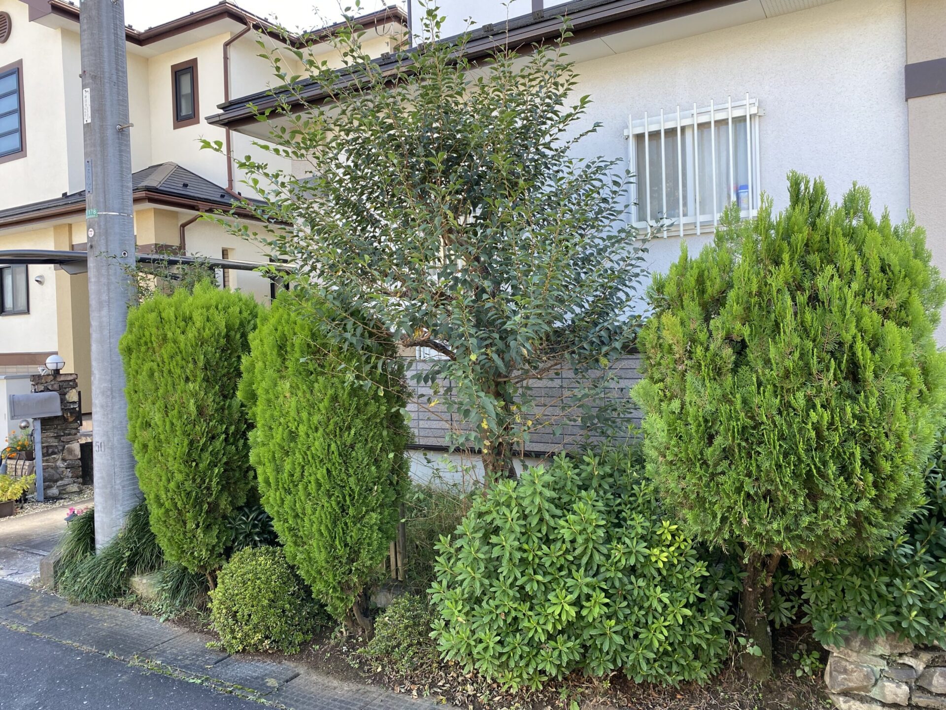 11月9日 川越市 剪定 作業報告