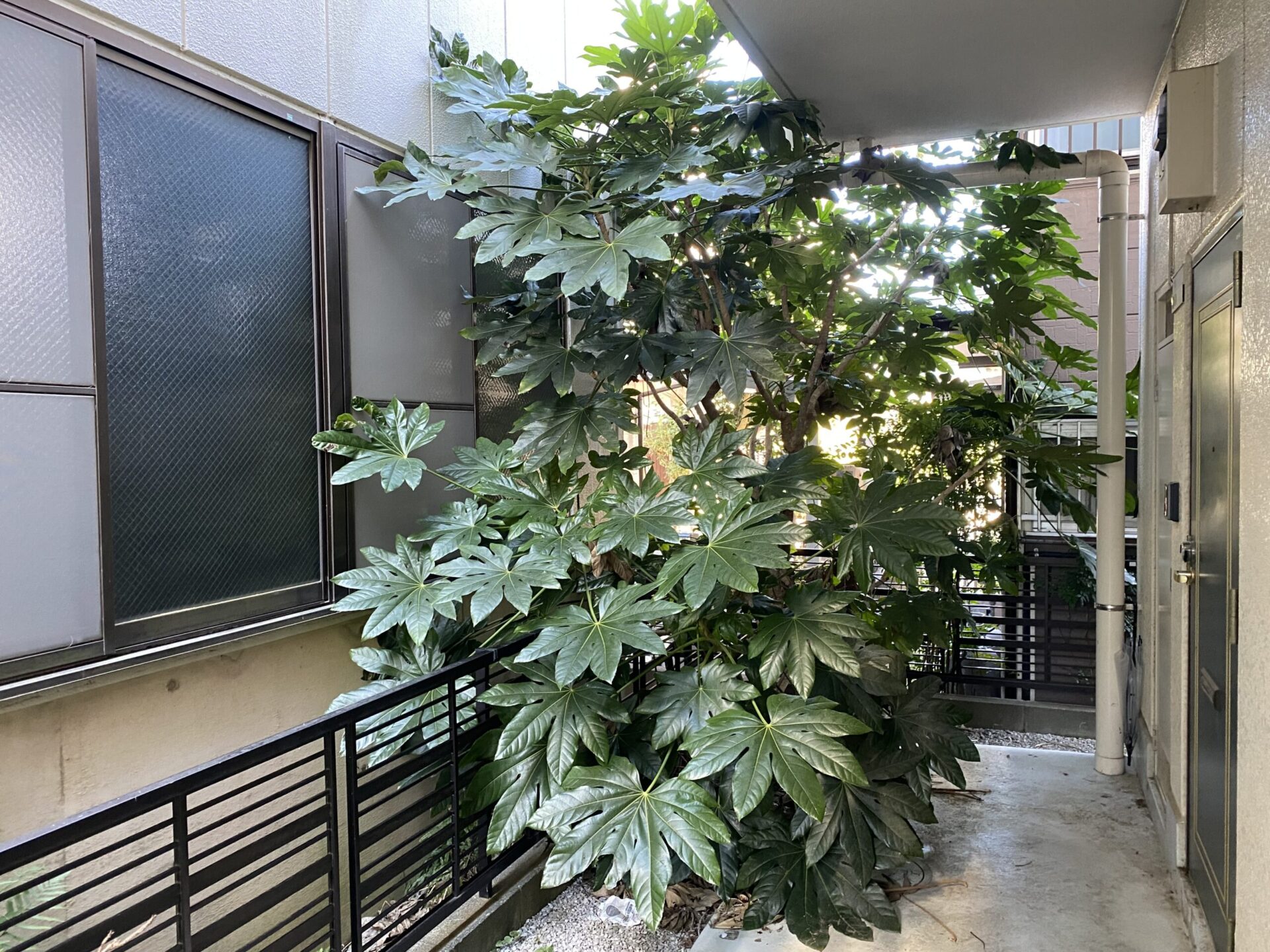 11月1日 川越市 伐採 作業報告