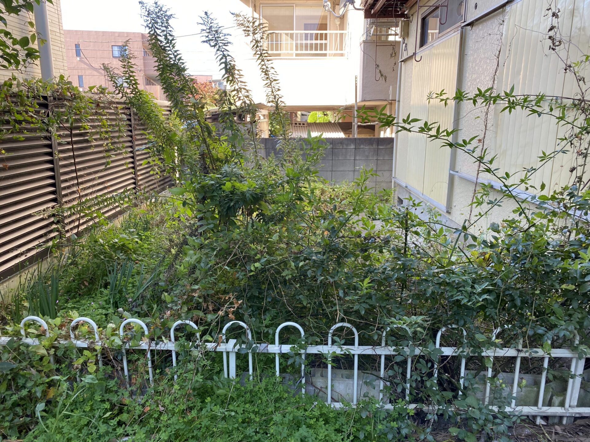 11月17日 狭山市 アパート 剪定 除草 作業報告