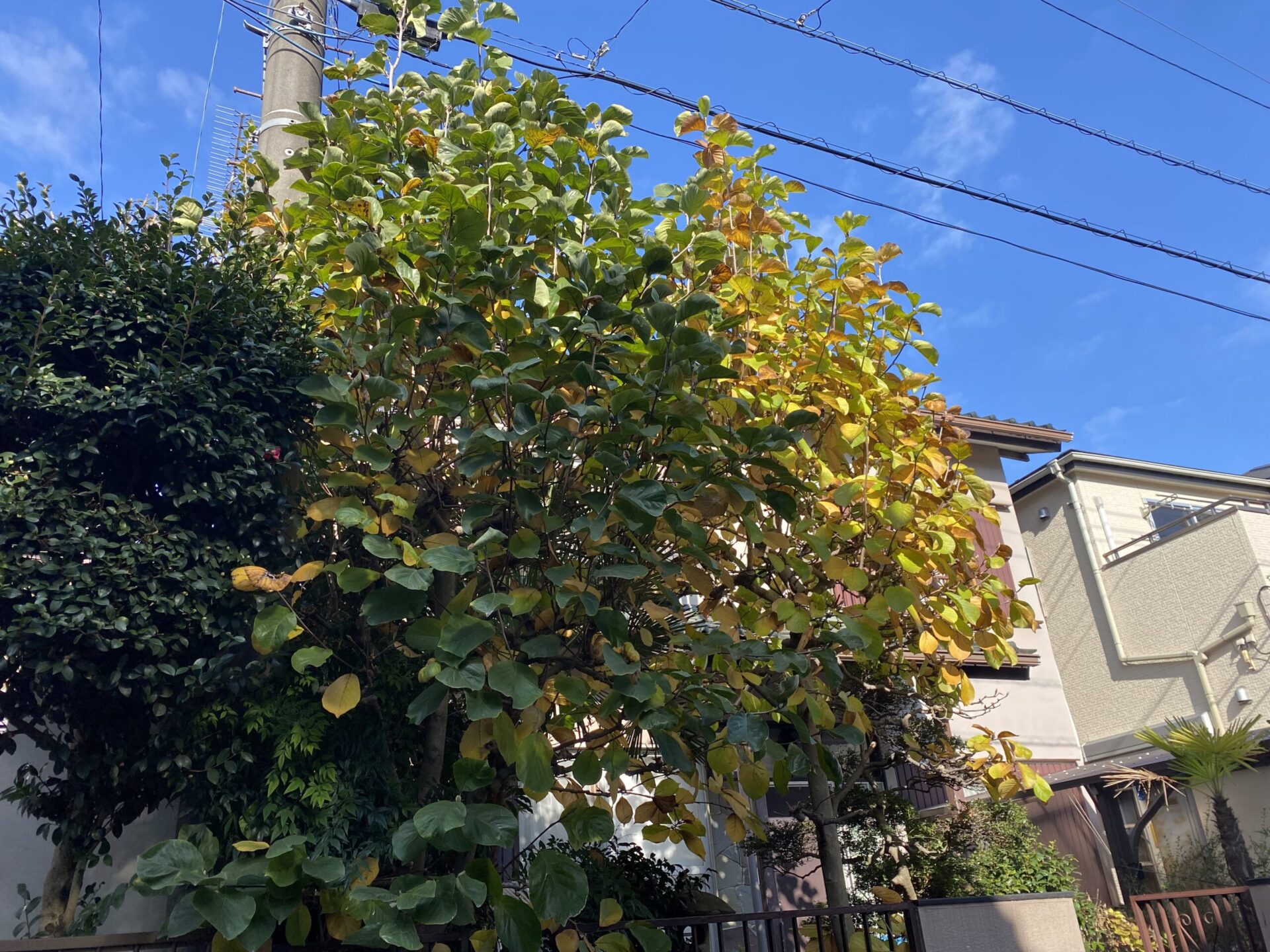 11月18日 ふじみ野市 剪定 作業報告