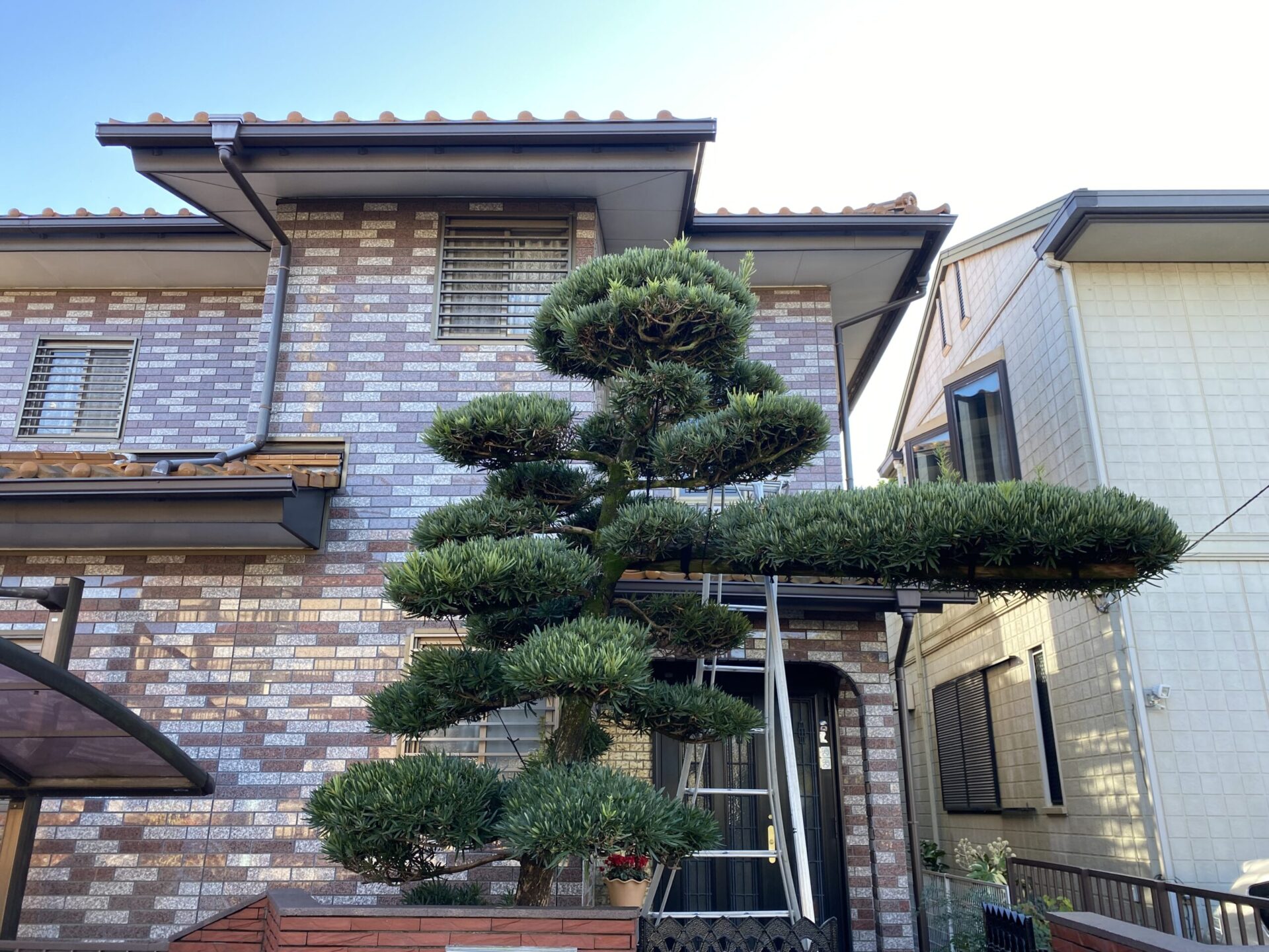 11月20日 川越市 剪定 作業報告