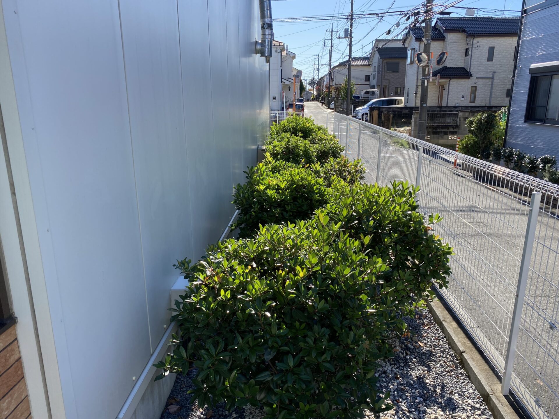 11月22日 富士見市 剪定 作業報告