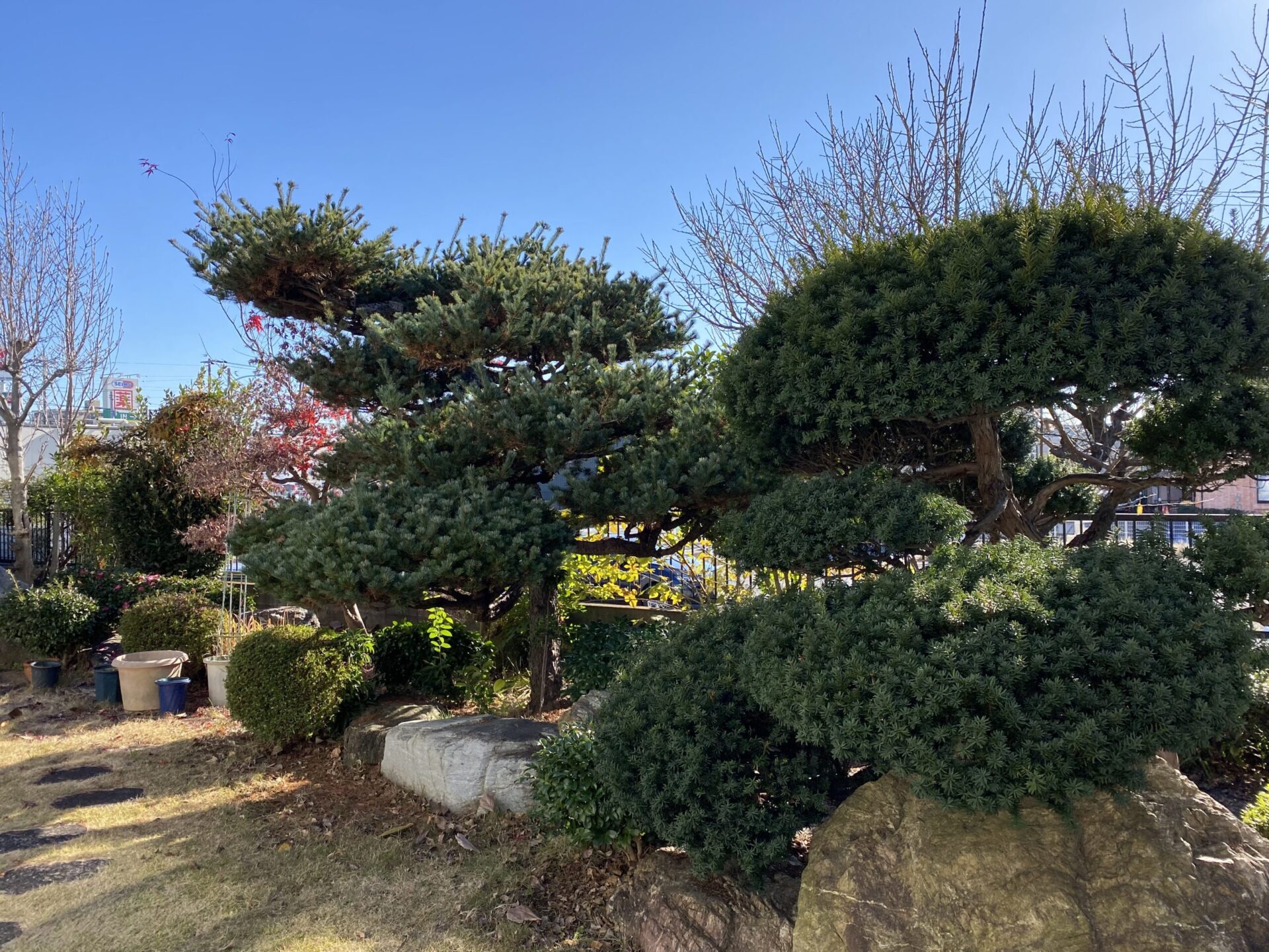 12月18日 川越市 剪定 伐採 作業報告