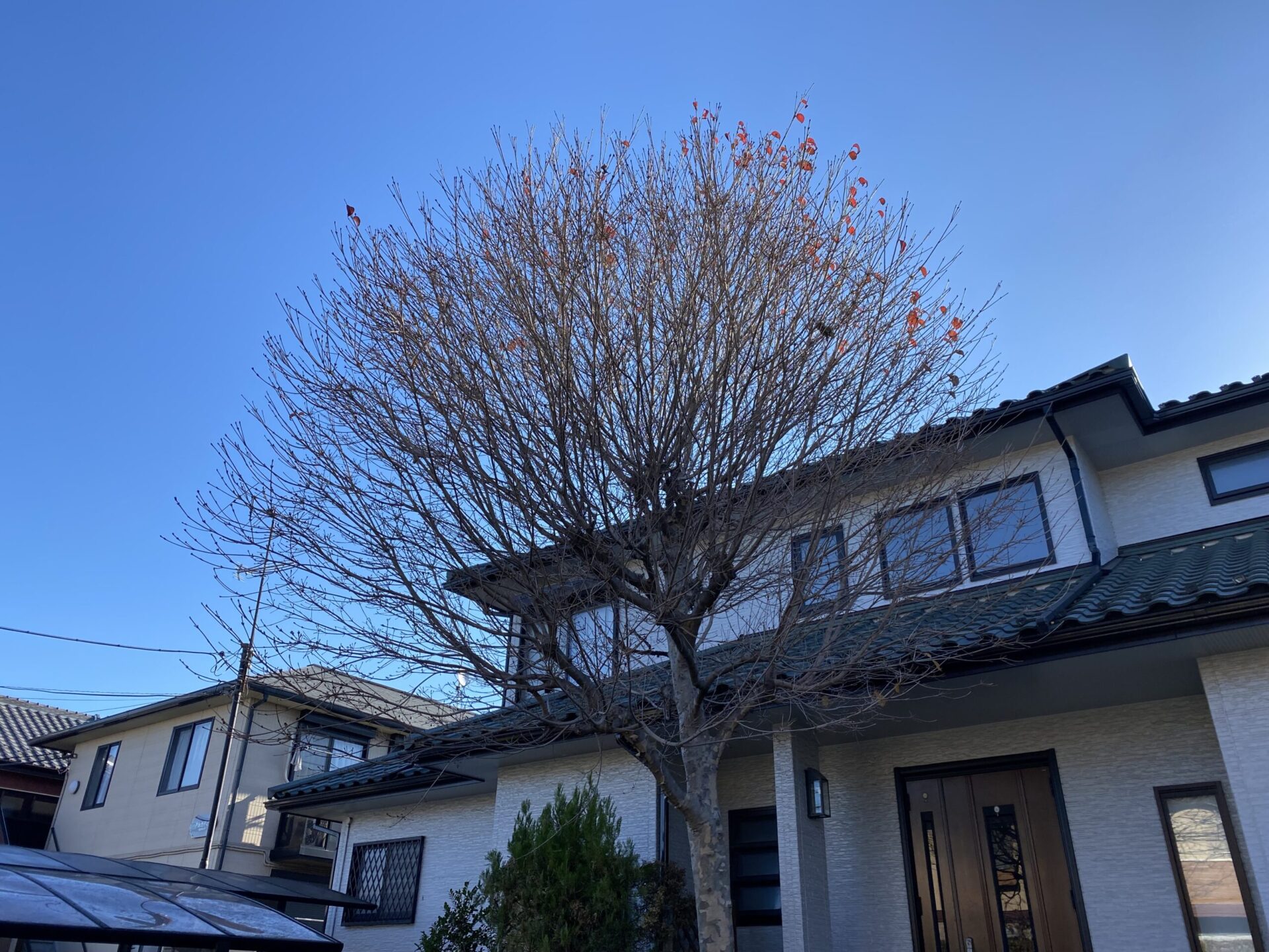 12月19日 富士見市 剪定 作業報告