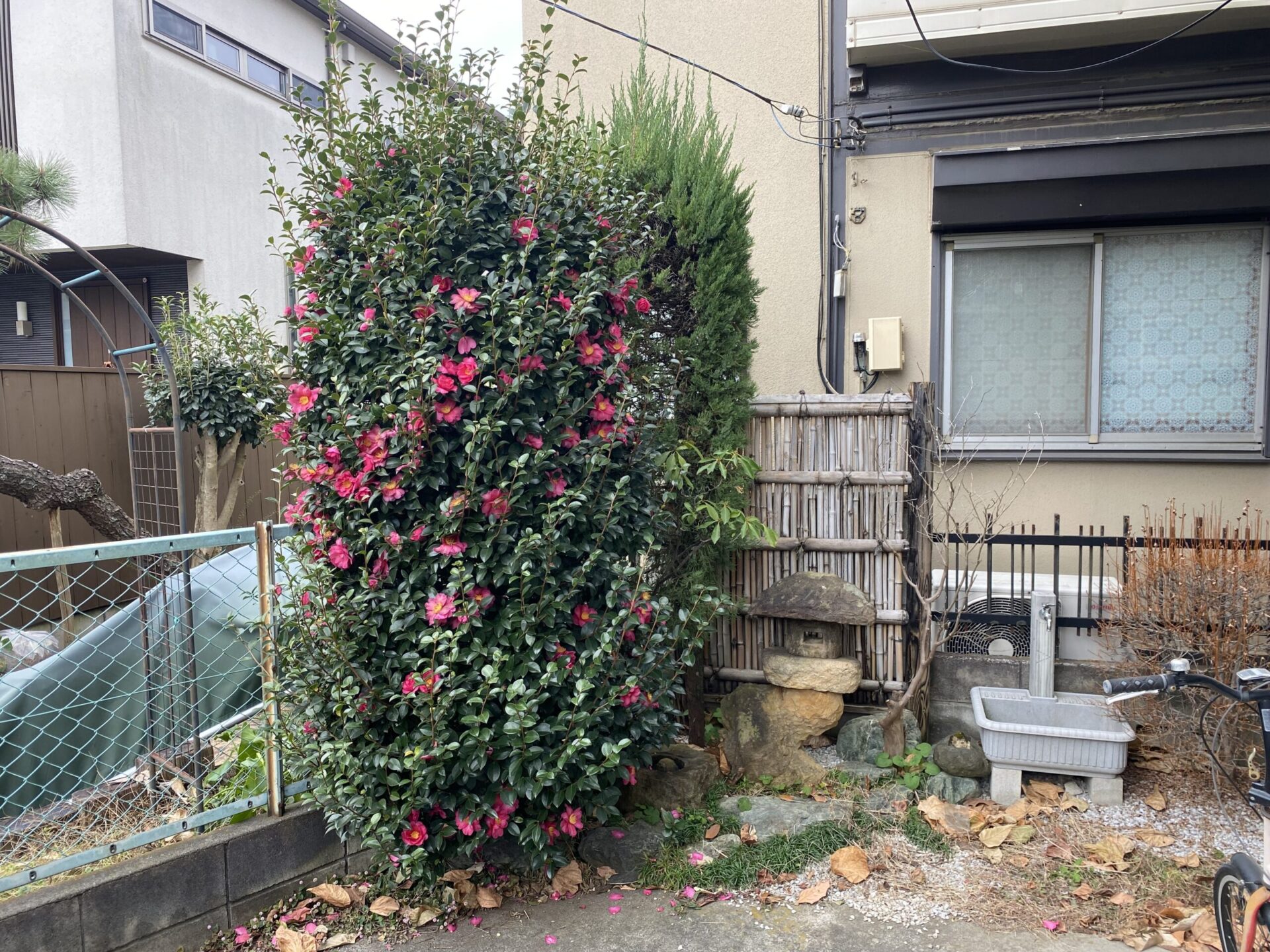 12月23日 富士見市 剪定 作業報告