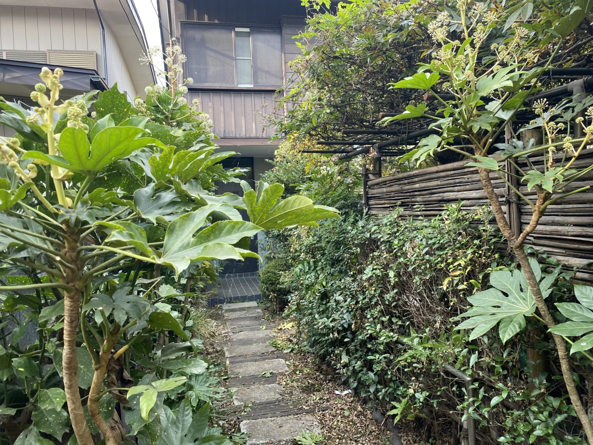 １月２３日　狭山市　剪定　作業報告