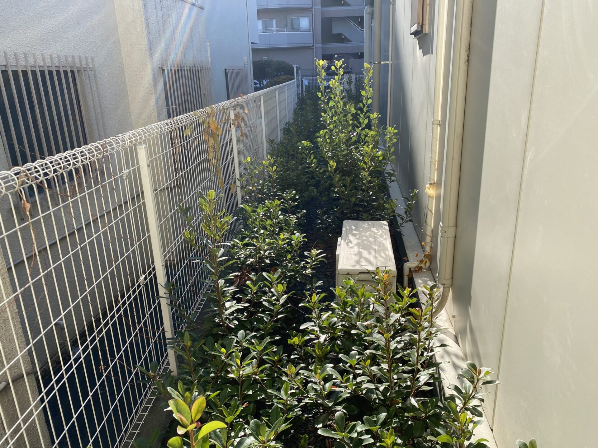 １月１０日　ふじみ野市　剪定　作業報告