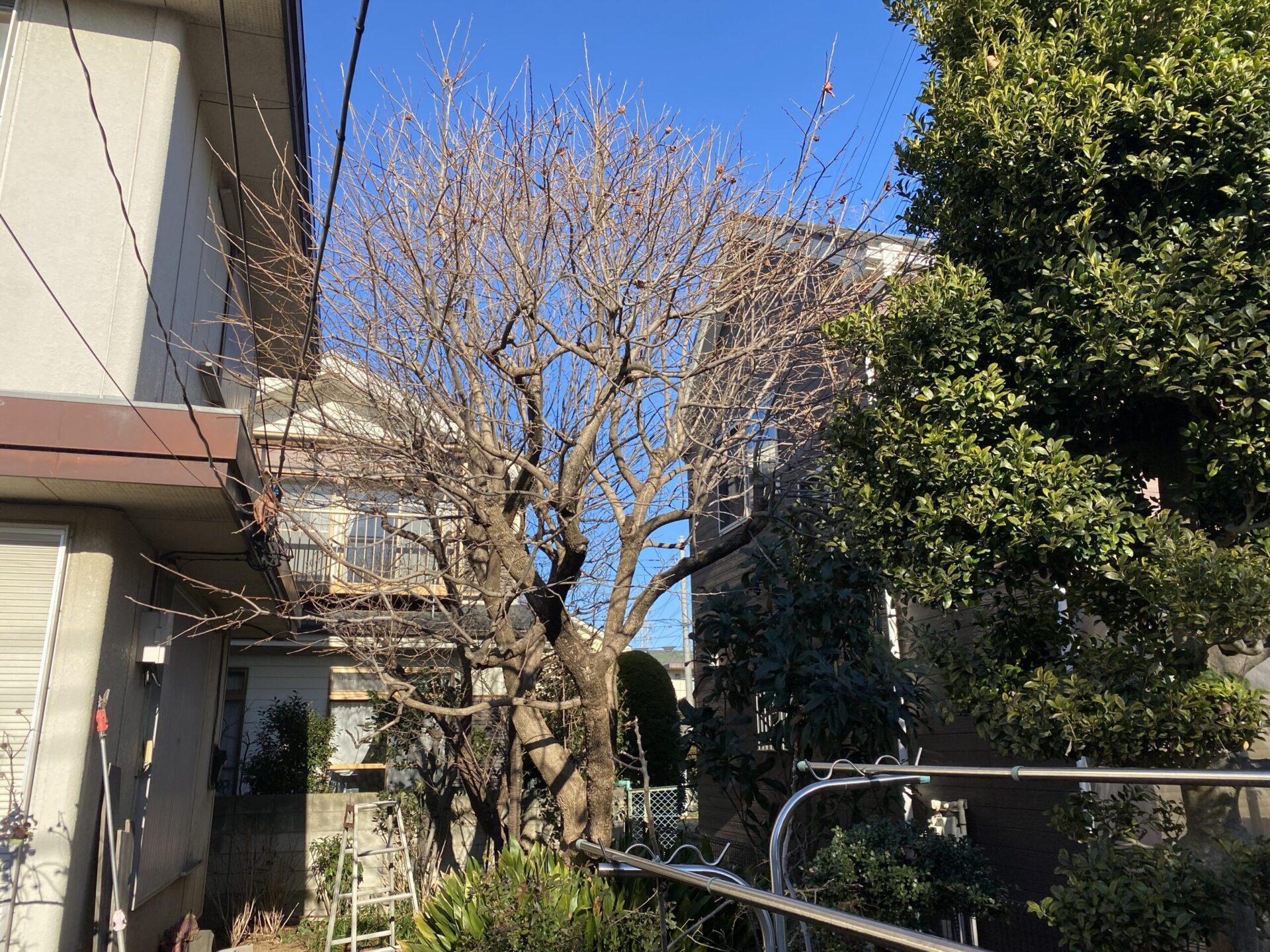 １月１１日　ふじみ野市　剪定　作業報告