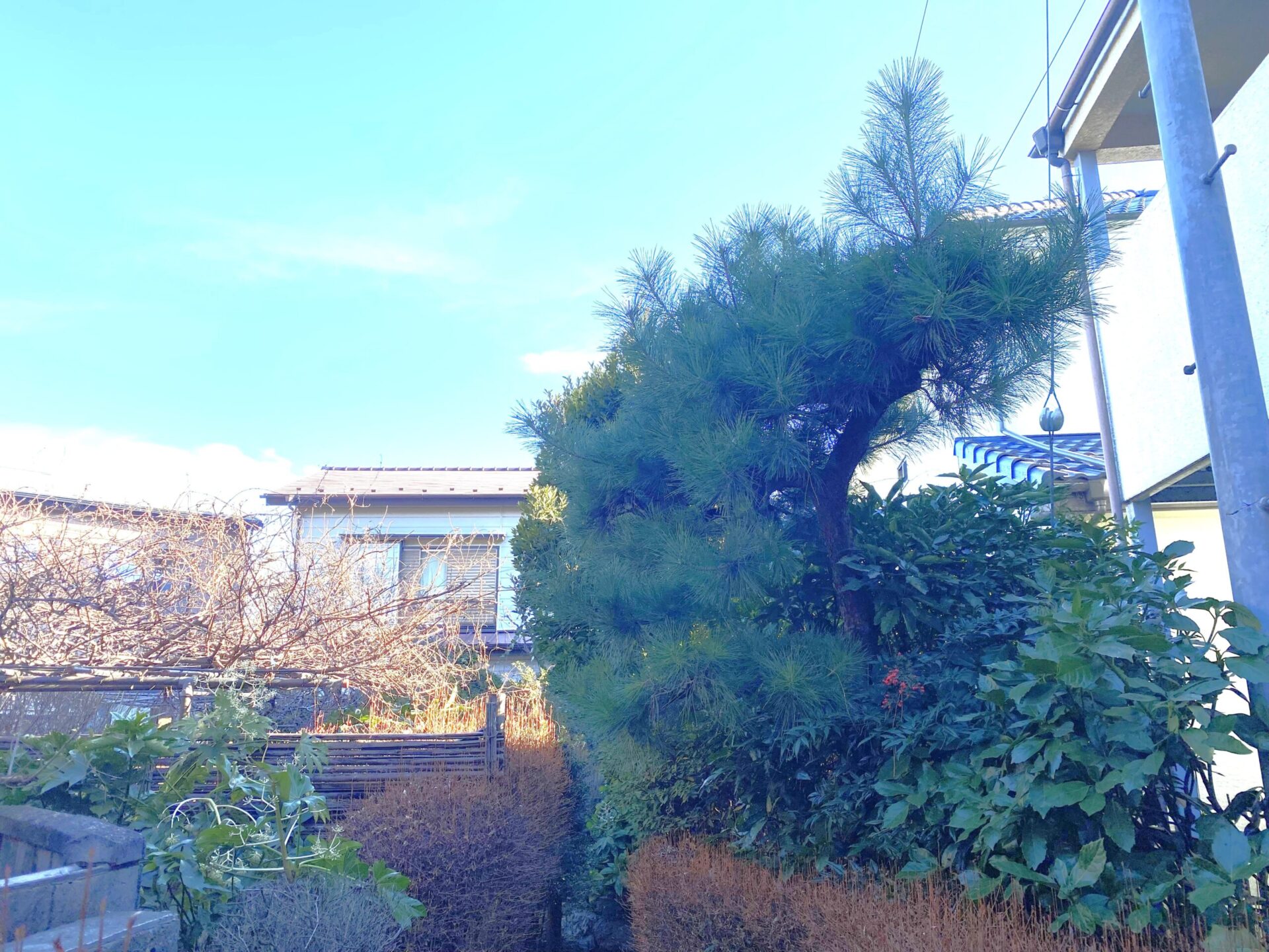 １月１３日　川越市　剪定　作業報告