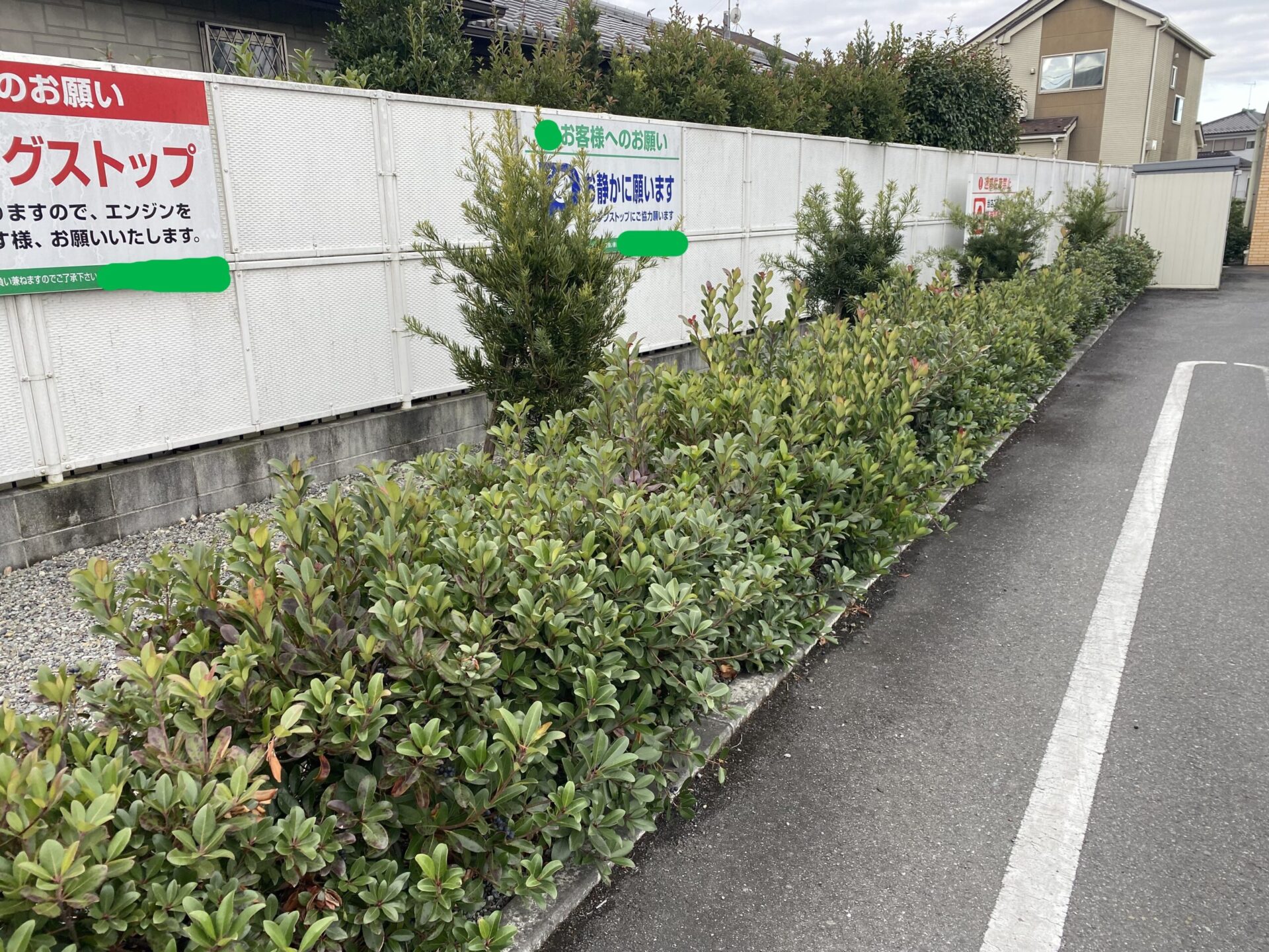 1月18日 川越市 伐採 伐根 作業報告