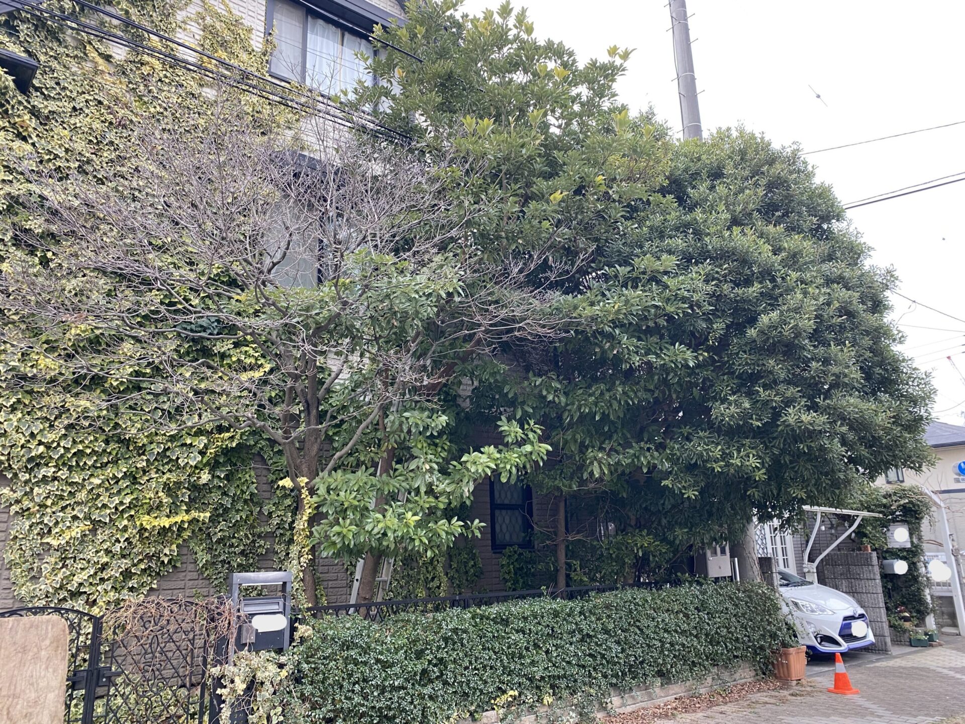 １月２７日　ふじみ野市　剪定　伐採　作業報告