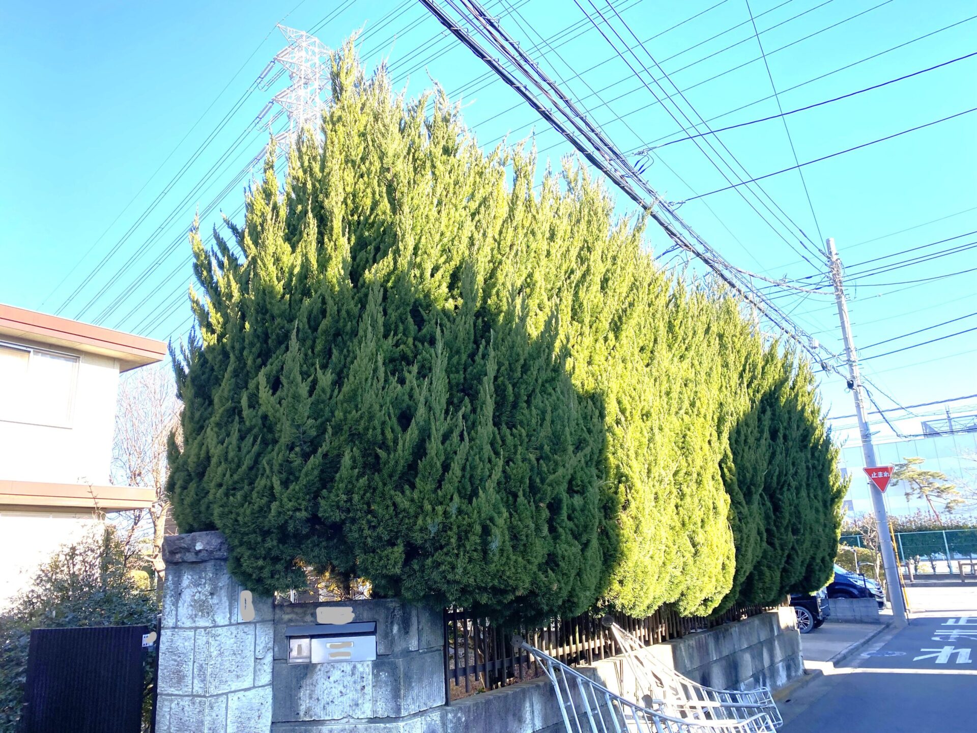 ２月１４日　ふじみ野市　剪定　作業報告