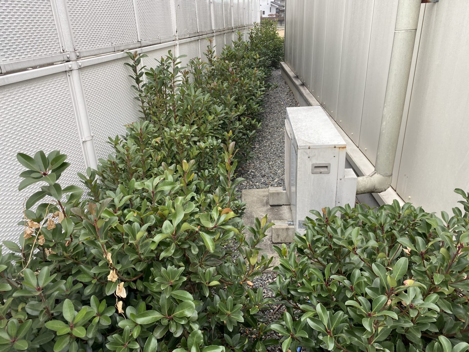 ２月２０日　富士見市　剪定　作業報告