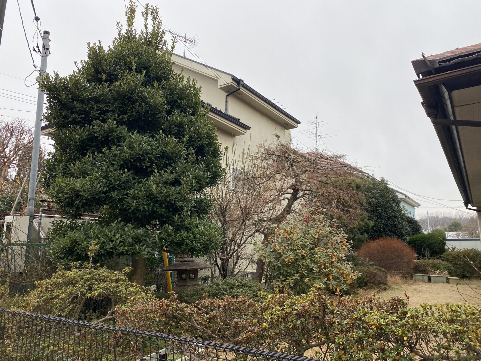 ２月２３日　さいたま市　剪定　作業報告