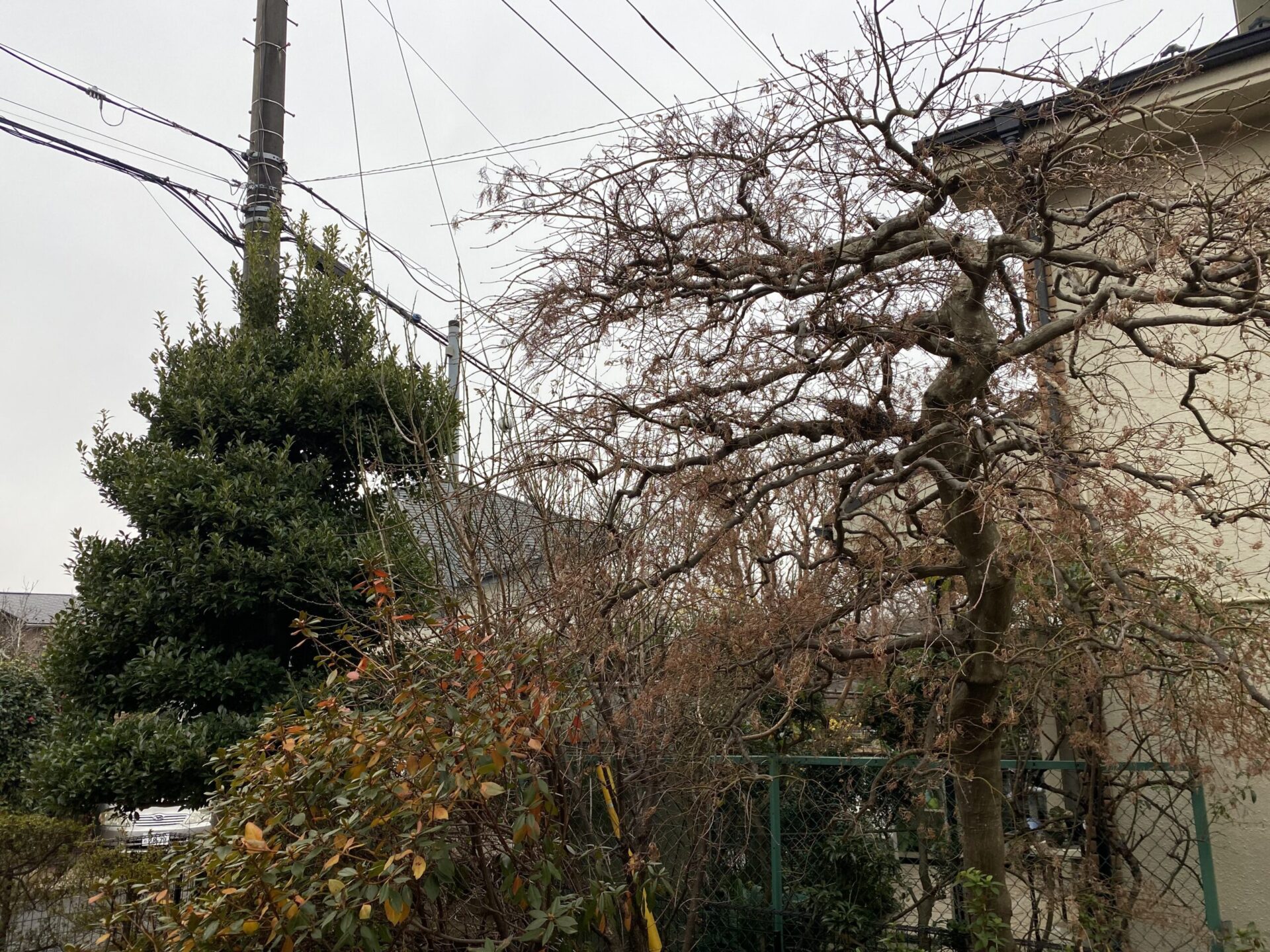 ２月６日　狭山市　剪定　作業報告