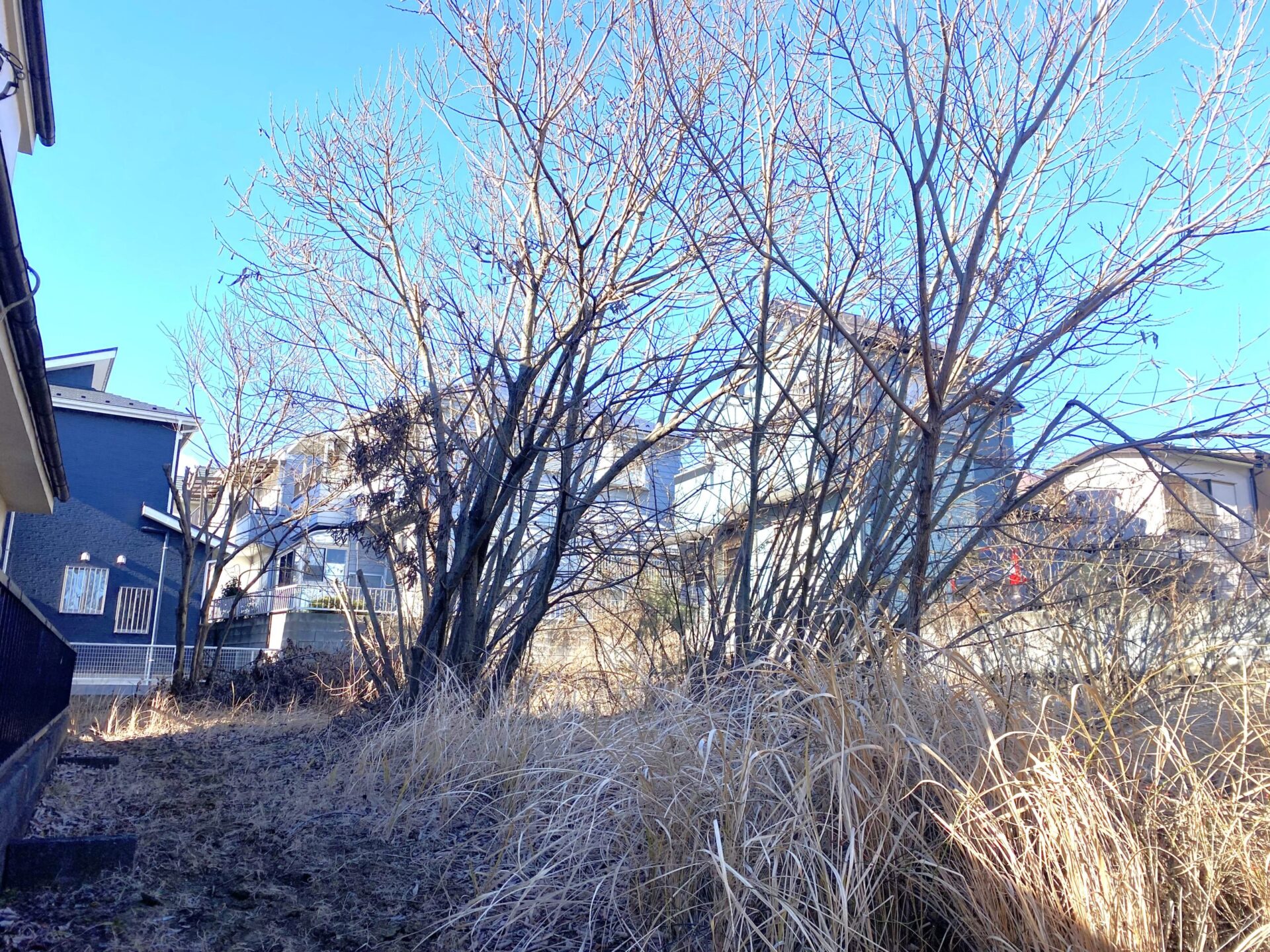 ２月１７日　川越市　伐採　除草作業報告