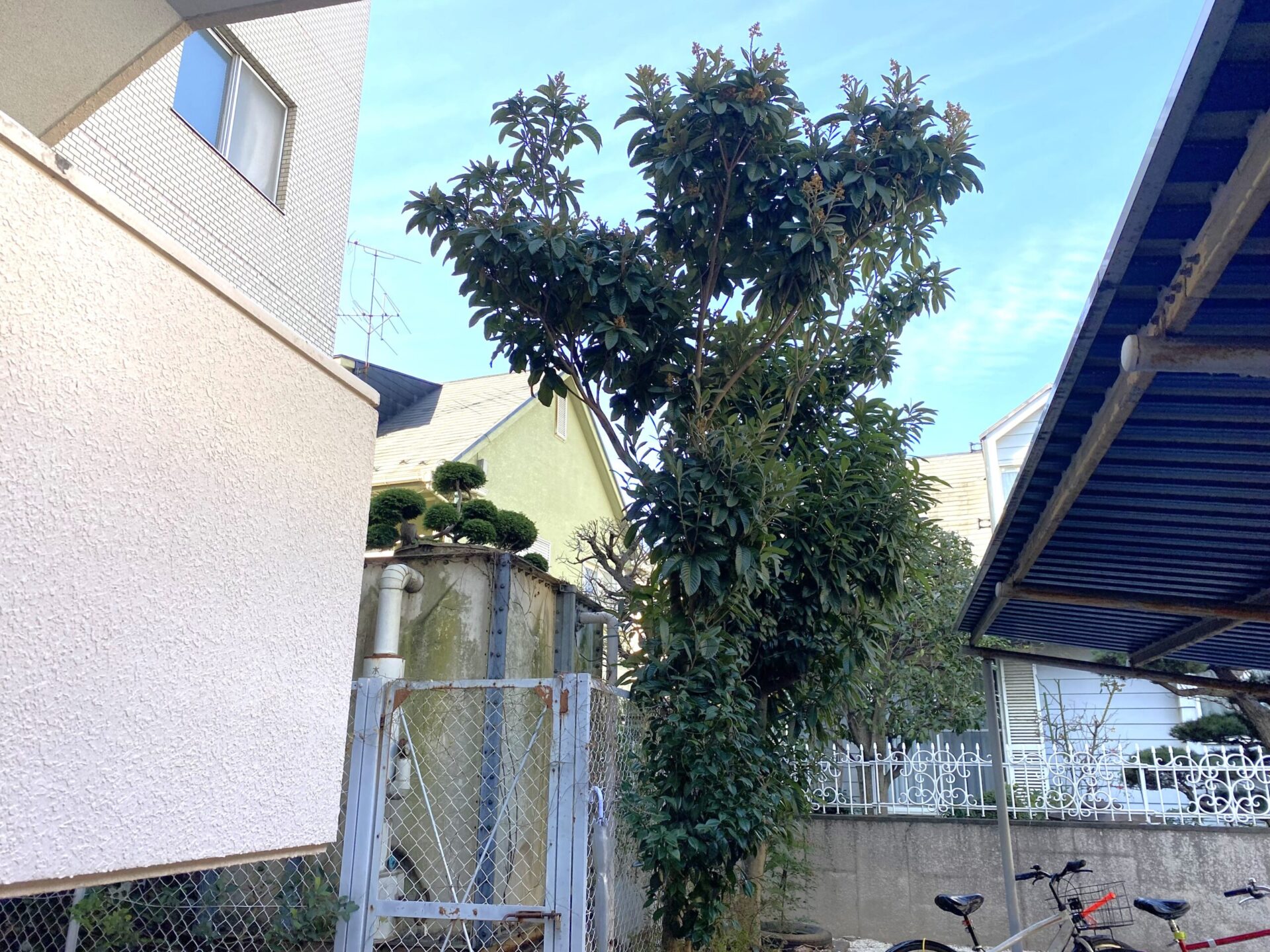 ２月１５日　富士見市　剪定　作業報告