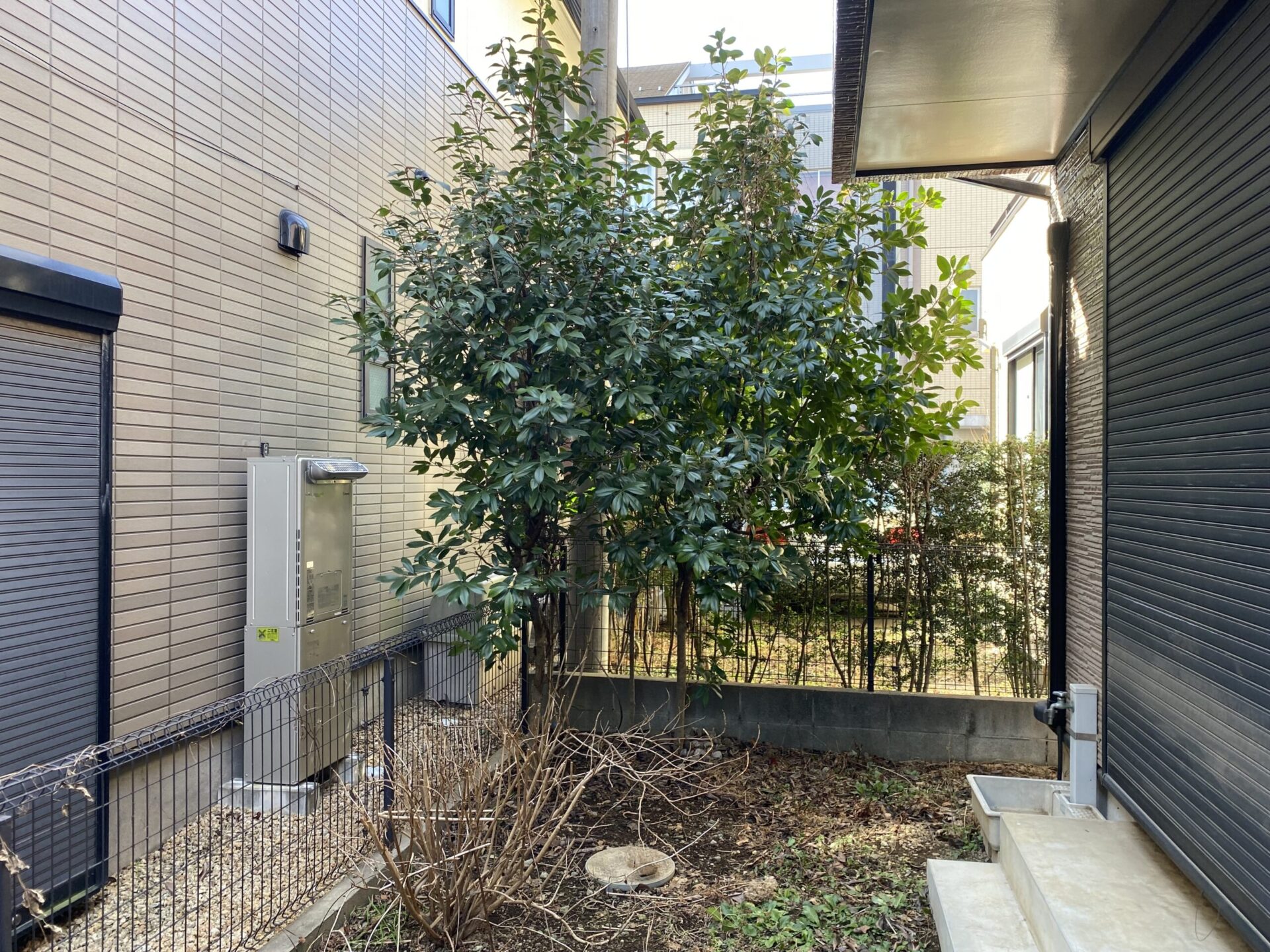 ３月３日　ふじみ野市　剪定　作業報告