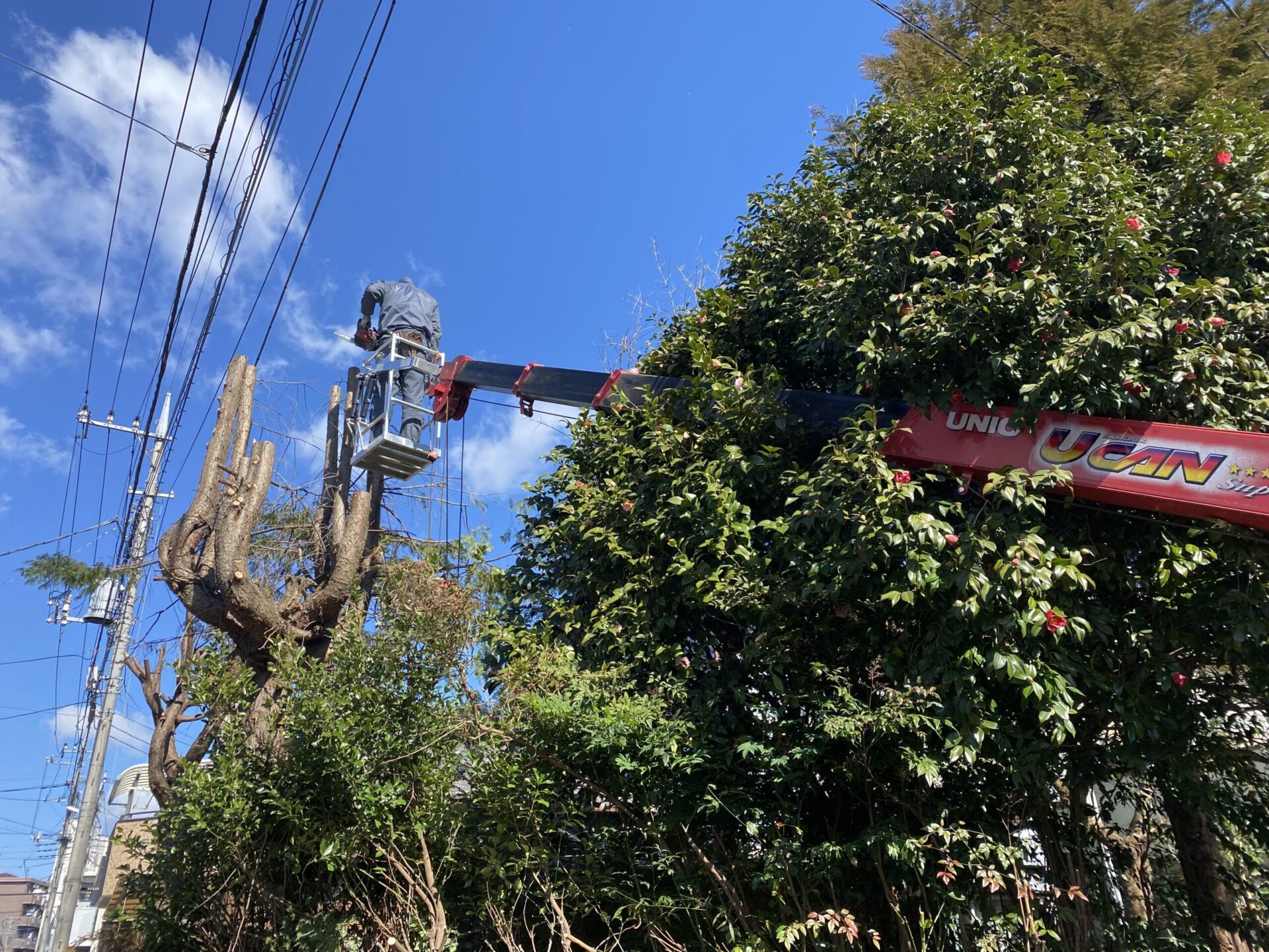 ３月６日　さいたま市　高木伐採　作業報告