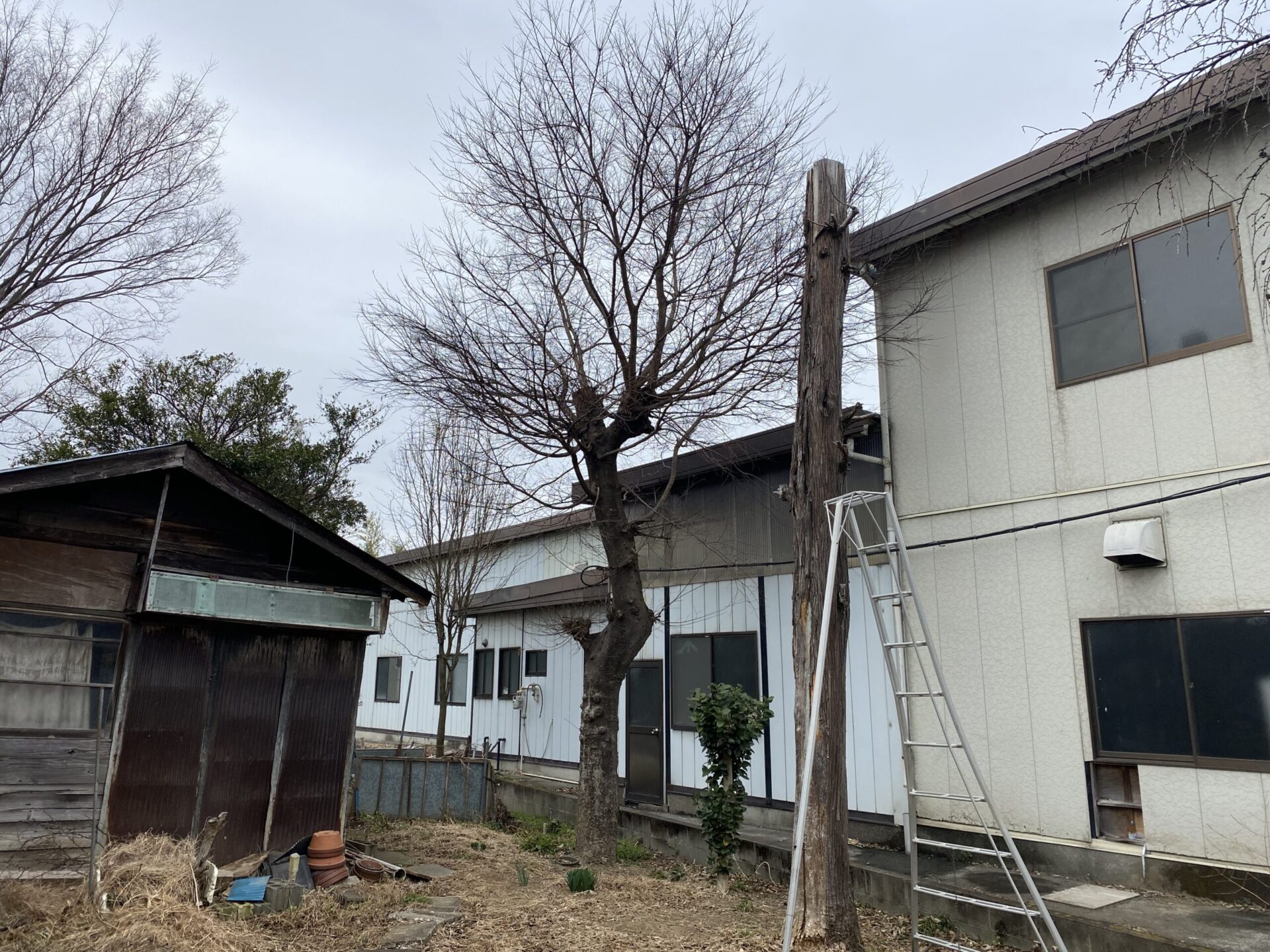 ３月９日　川越市　高木伐採　立ち枯れ伐採
