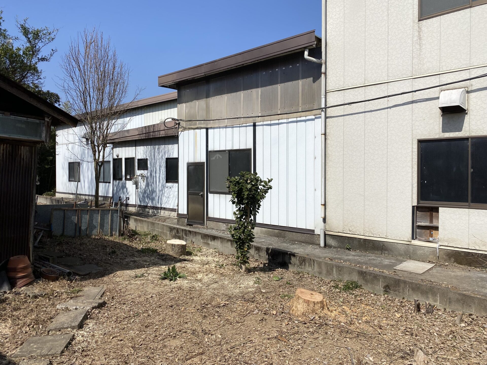 ３月１０日　川越市　高木伐採　立ち枯れ伐採